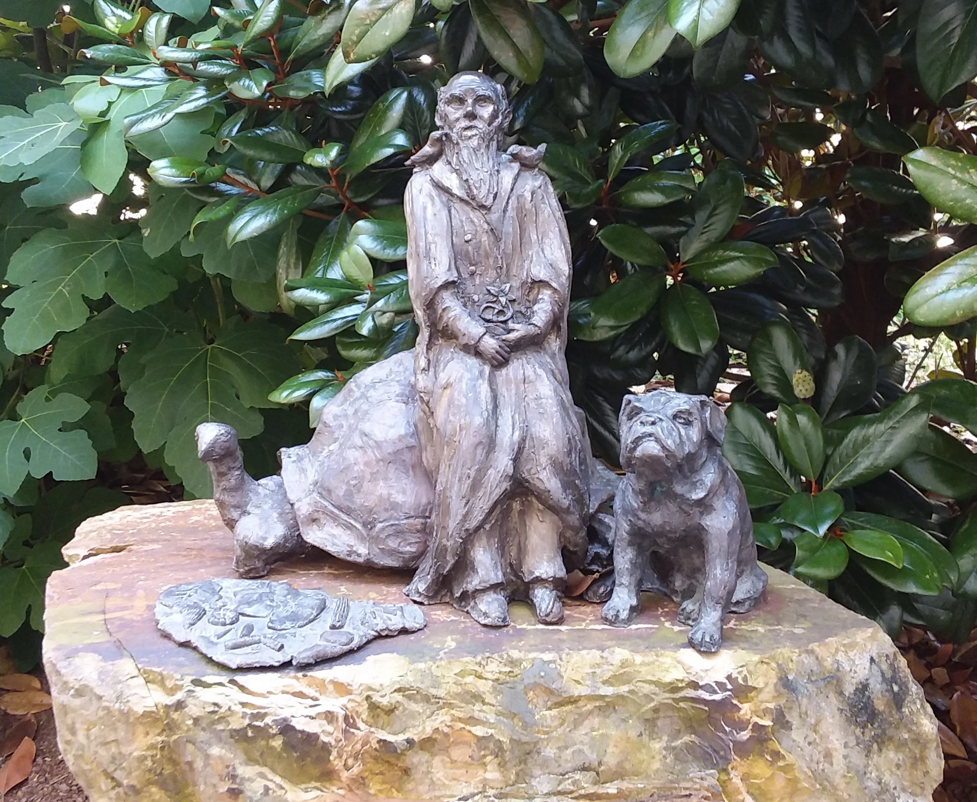 Darwin bronze