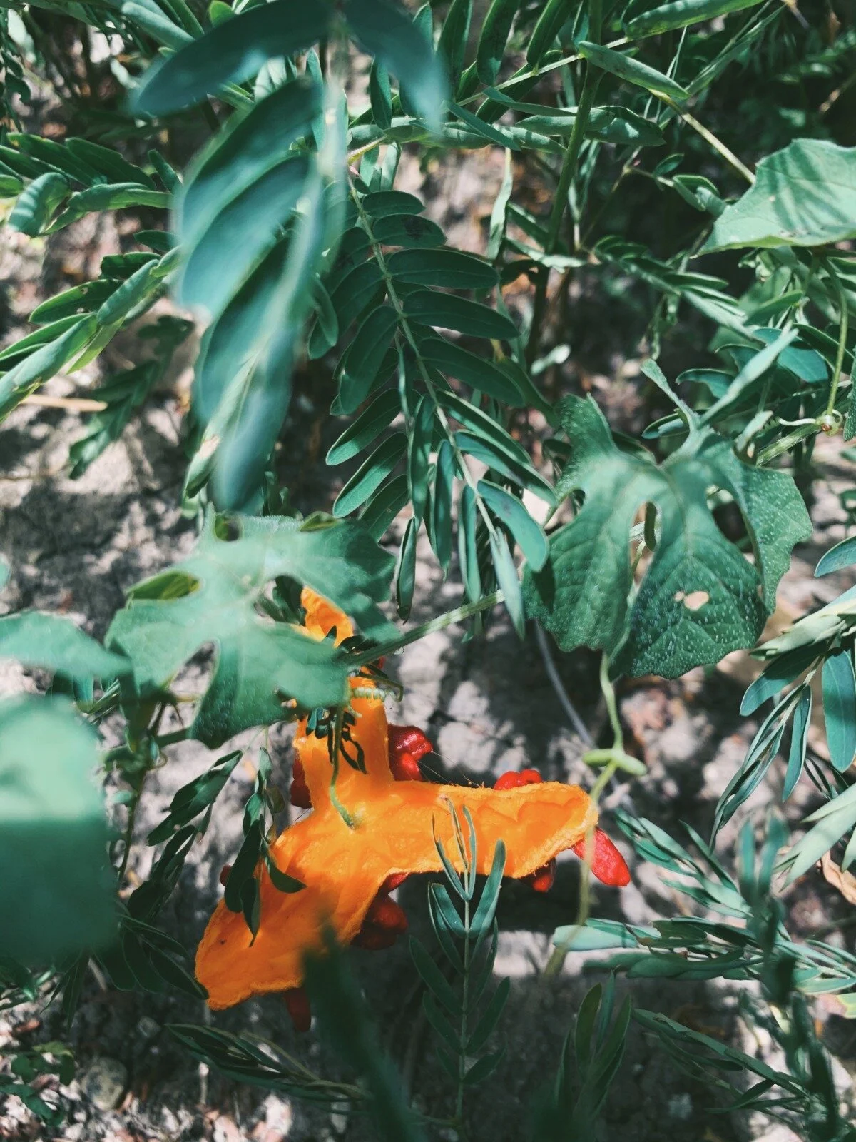 Bush Medicine Revival