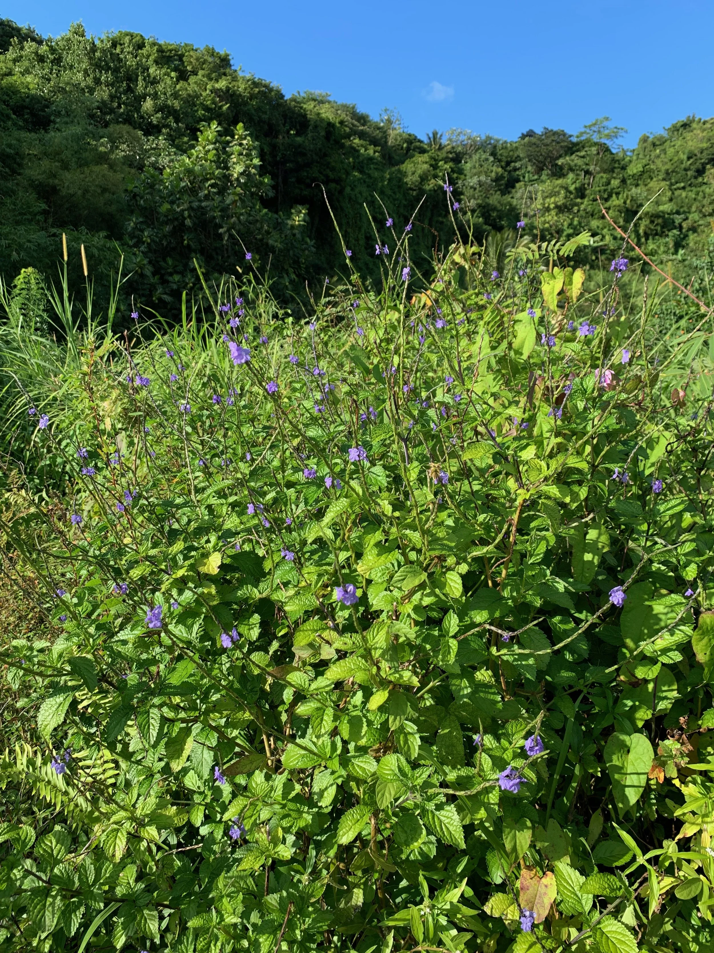 Blue Vervain, a nervine tonic