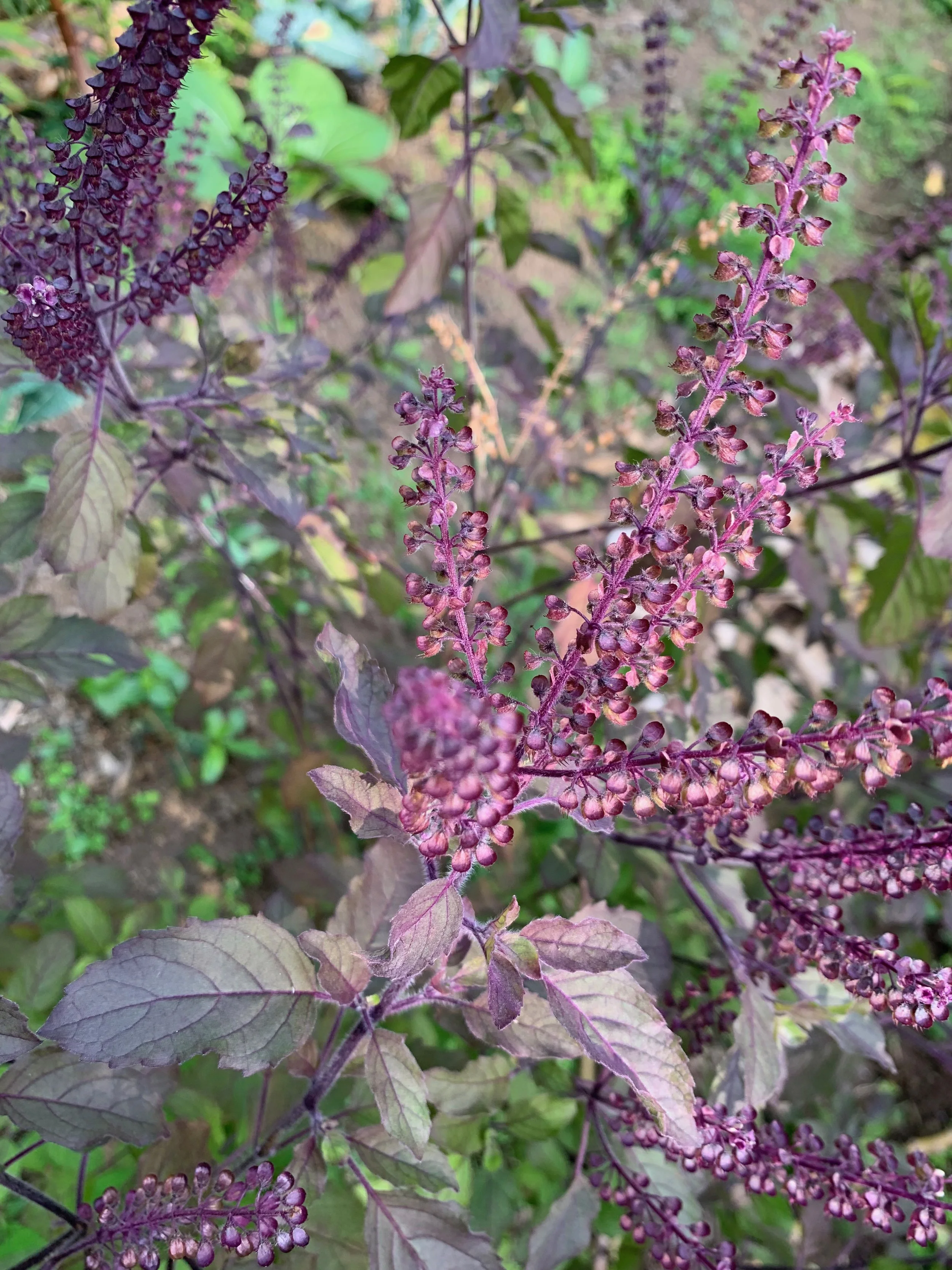 Holy Basil, an adaptogen