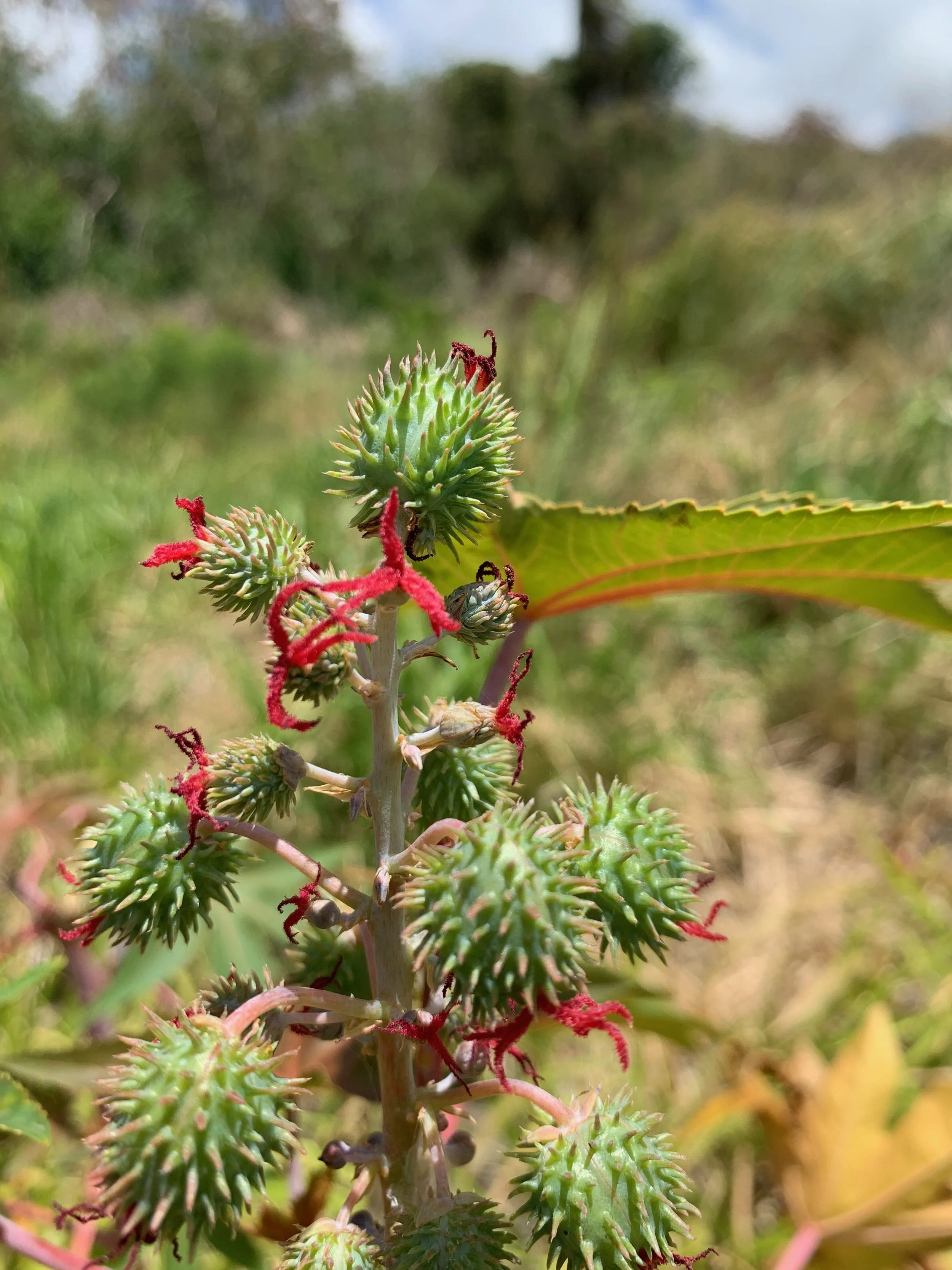 Castor and Castor Oil Pack Preparation
