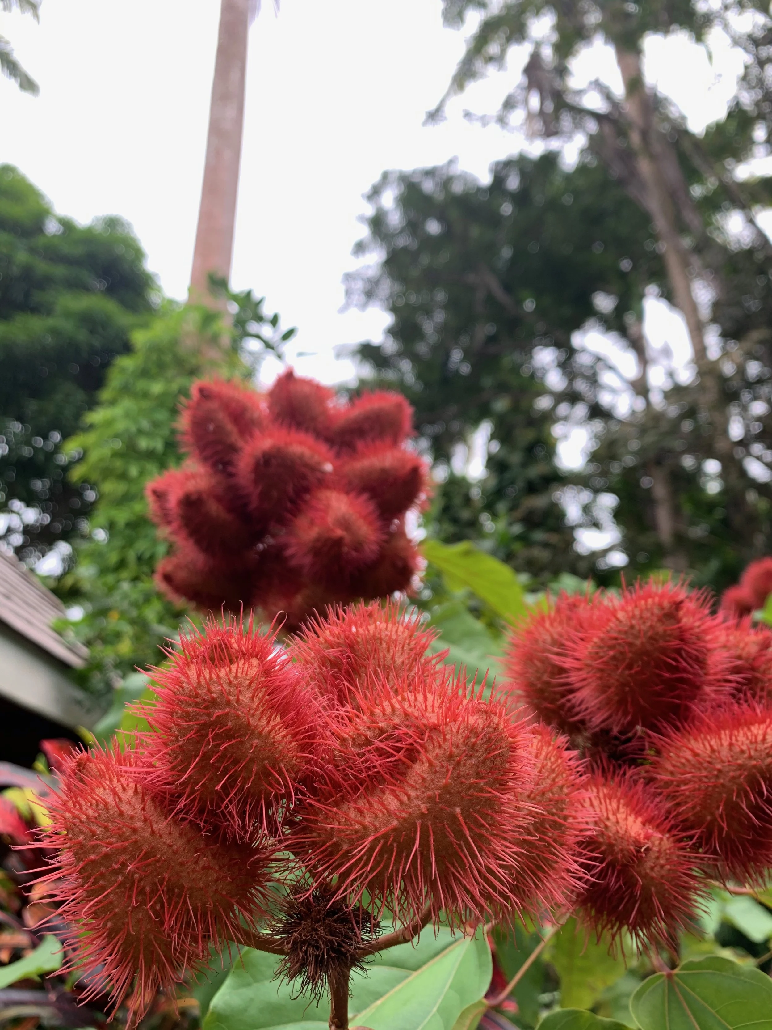 Roucou, powerful Indigenous skin medicine
