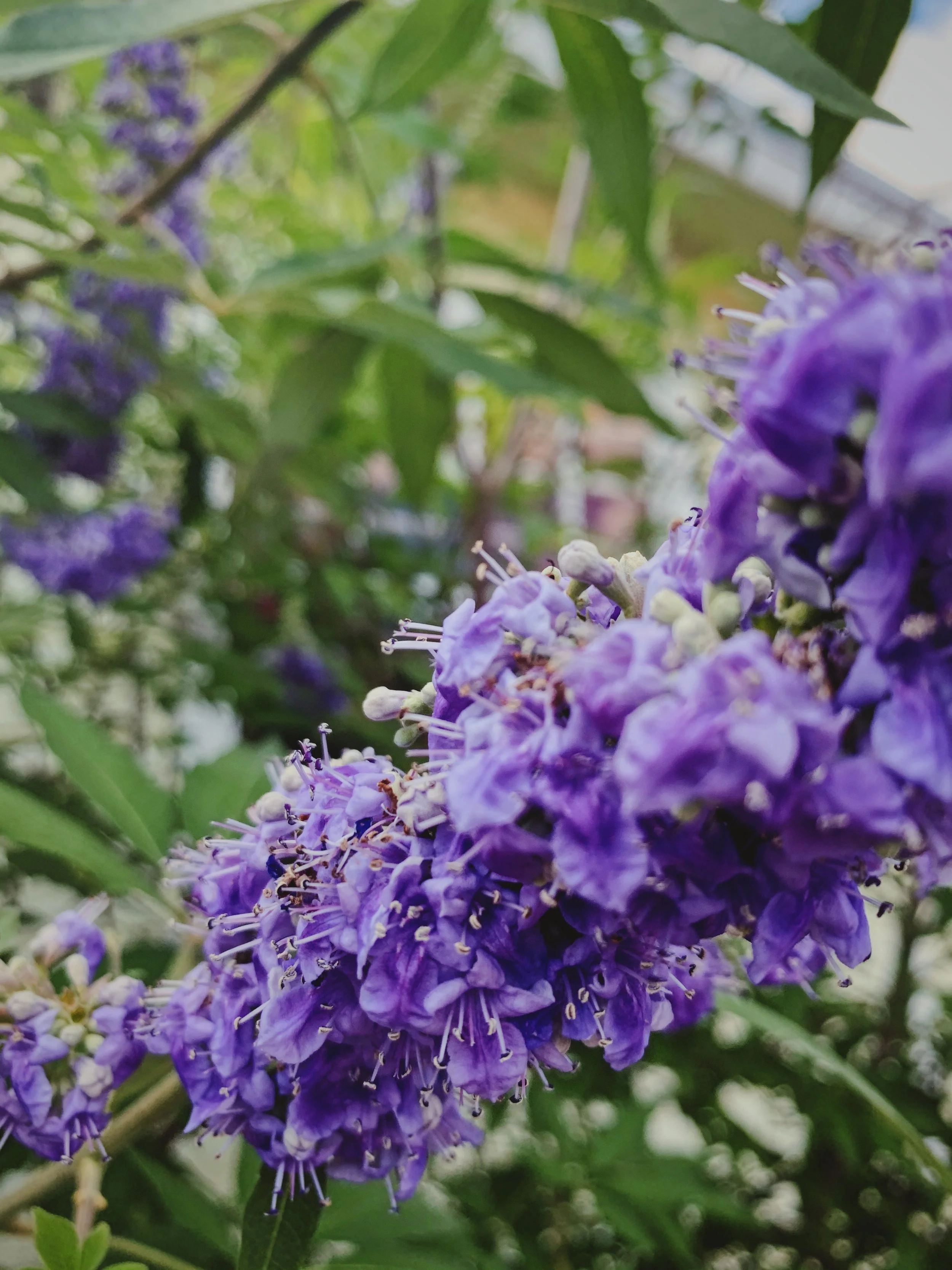 The Chaste Berry Tree