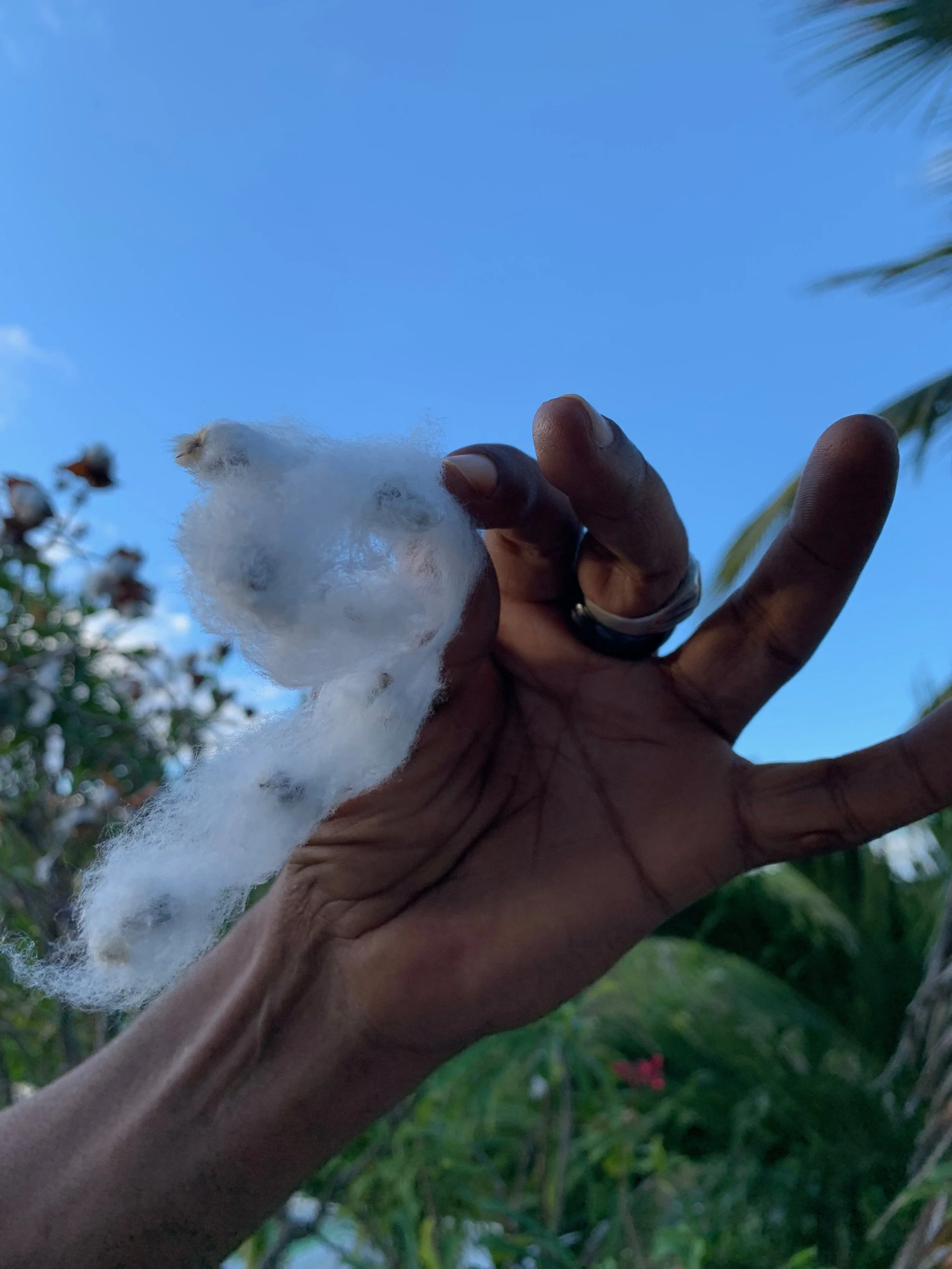 Sea Island Cotton - Gossypium barbadense