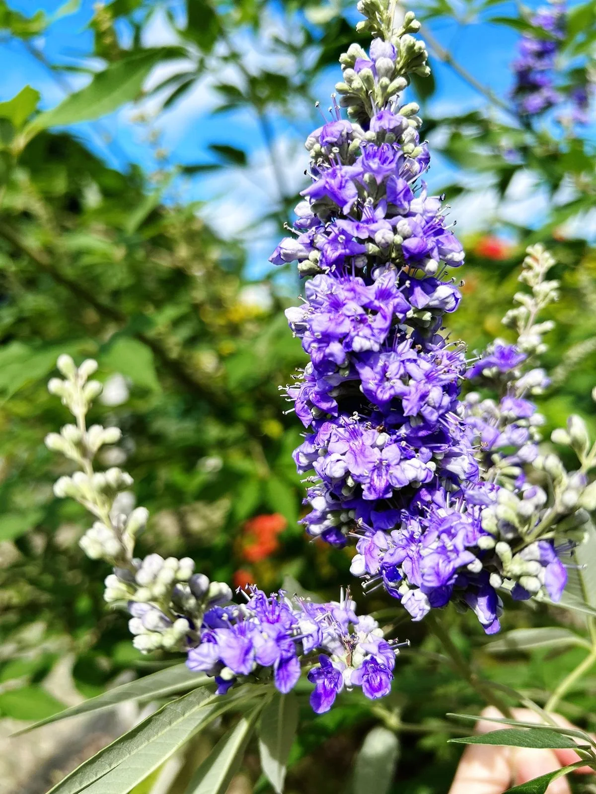Vitex agnus-castus, Ally of the Womb