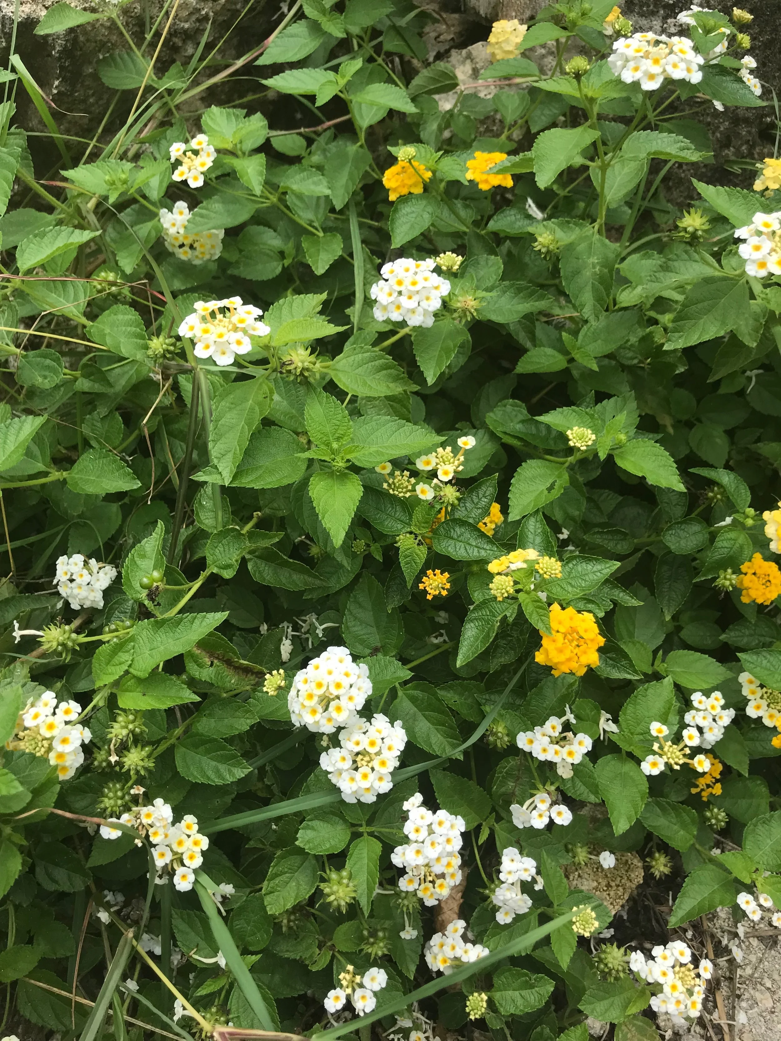 Buddy Me Eye, Lantana Camara