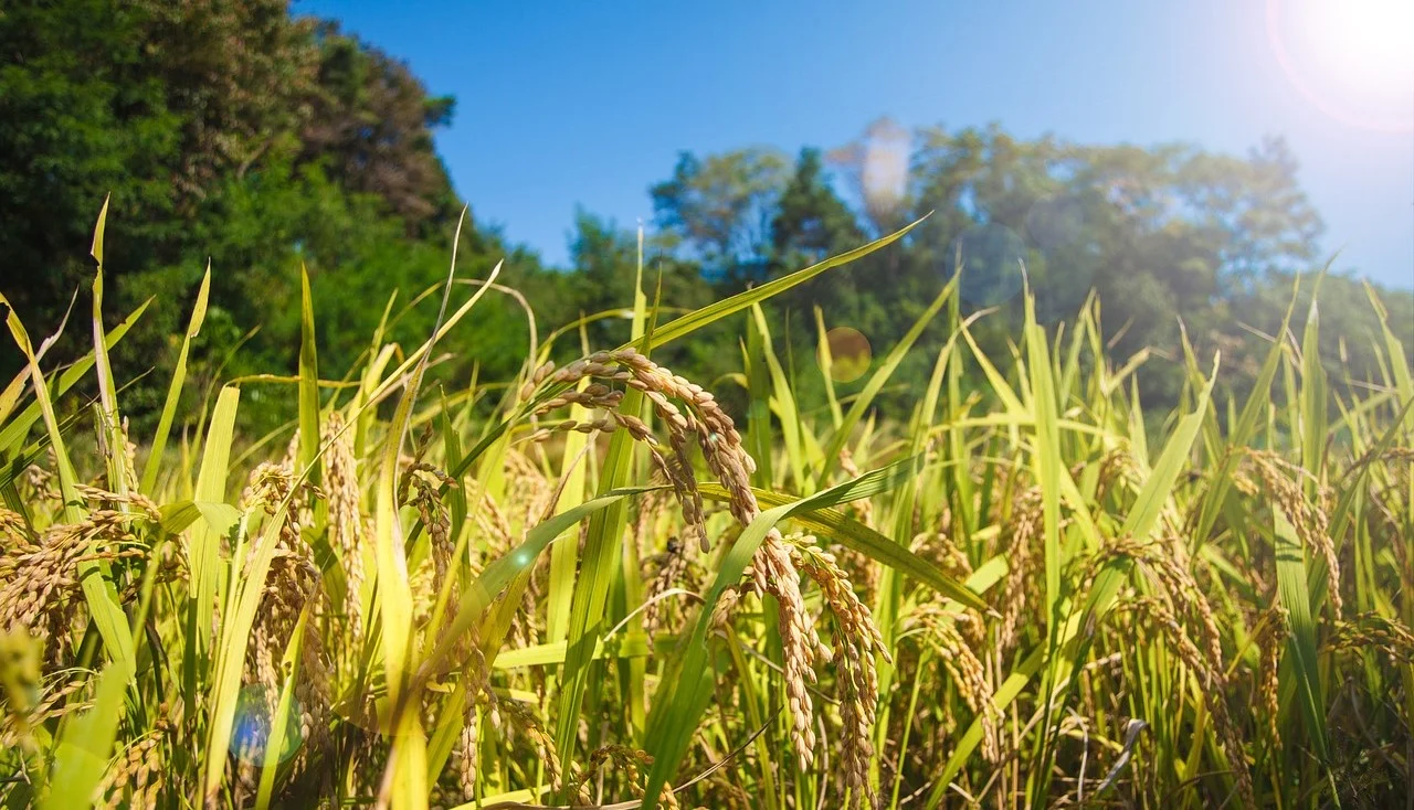 rice image.jpg