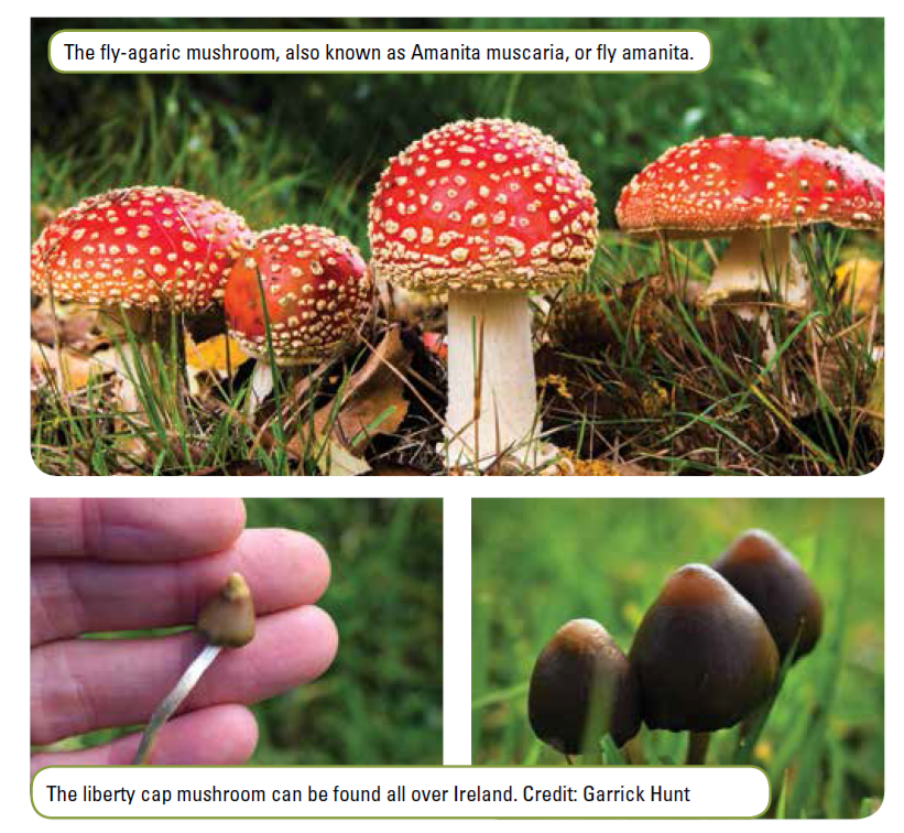 magic mushrooms.png