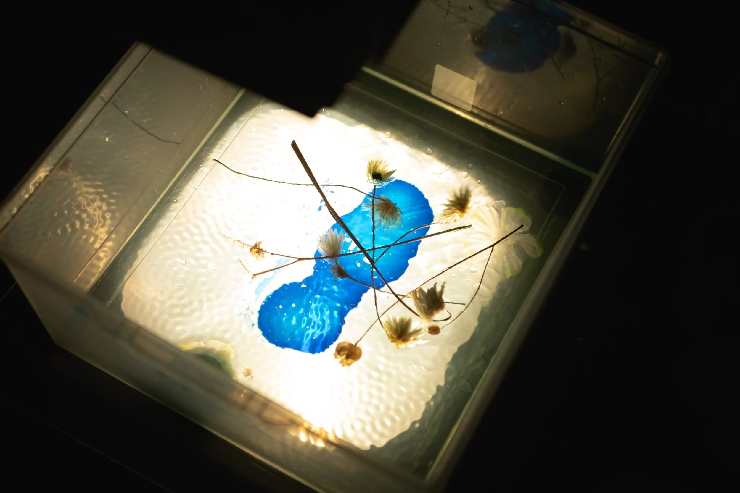 Eau, colorant et fleur séché sur un rétroprojecteur