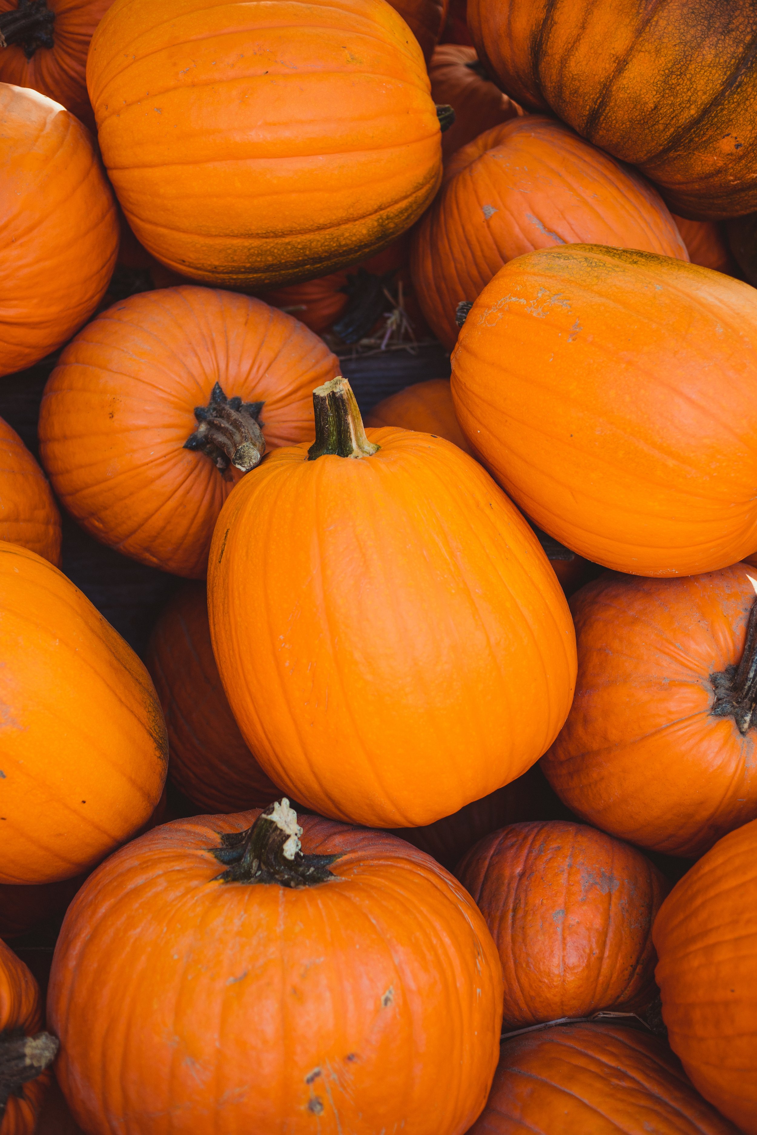  Growing Memories   Pumpkin Patch    See More  