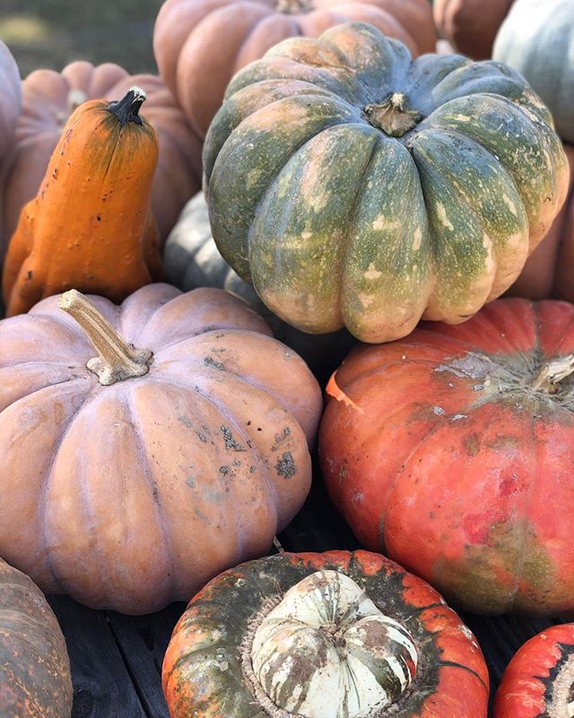 🚨SALE 🚨

All pumpkins are $1-$3. Decorate your home for fall with our beautiful variety of pumpkins.
