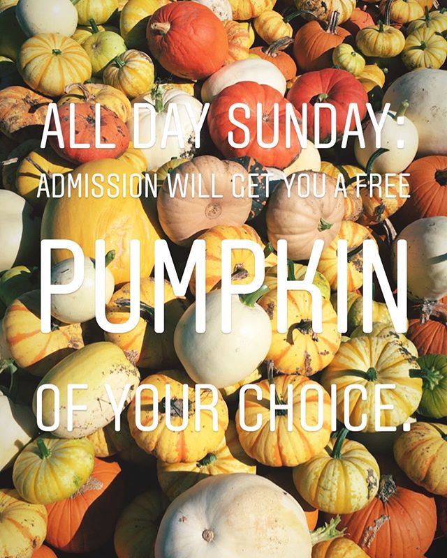 To celebrate an amazing pumpkin patch season, we are giving each person that comes tomorrow (OUR LAST DAY!) a free pumpkin! Each admission purchase will get you a pumpkin of your choice. #pumpkinpatch #pumpkin #fall