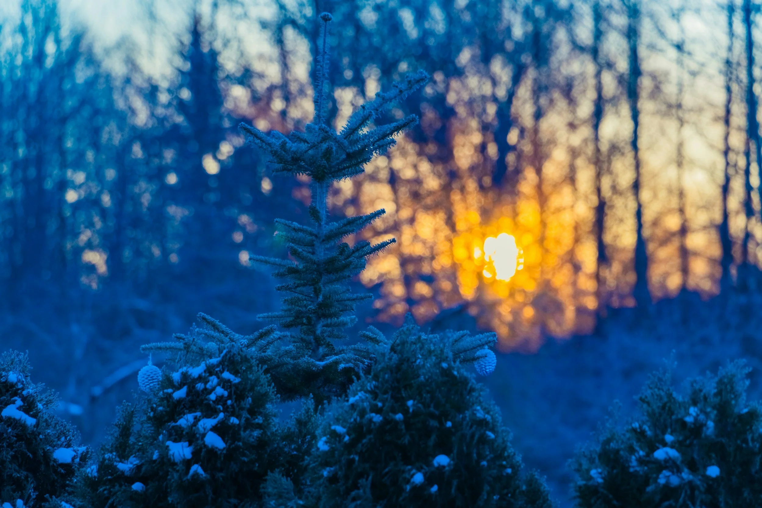 Winter Solstice - New Moon Circle - Deep in the Forest - Movement, Nature, Woodfired Sauna, and Mountain Stream Cold Plunging