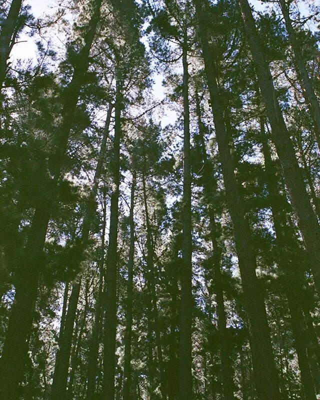 🌳let&rsquo;s get lost in the woods 🌳⠀⠀⠀⠀⠀⠀⠀⠀⠀
.⠀⠀⠀⠀⠀⠀⠀⠀⠀
.⠀⠀⠀⠀⠀⠀⠀⠀⠀
If sometimes it is hectic and chaotic in our lives, the refuge in nature is the best you can treat yourself. It is not strange that we build our civilized city life and lose us. An