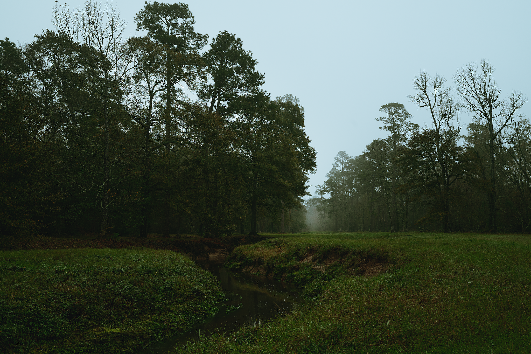 Foggy Morning - 1.png