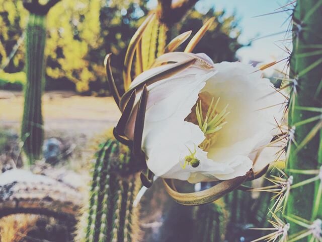 The night blooming cereus flower began to unfold this week. This beautiful boom of a bloom, &ldquo;symbolizes the transience and delicacy of transformation&rdquo;... &ldquo;It pushes you past any preconceived self-limitations, moving you into new ter
