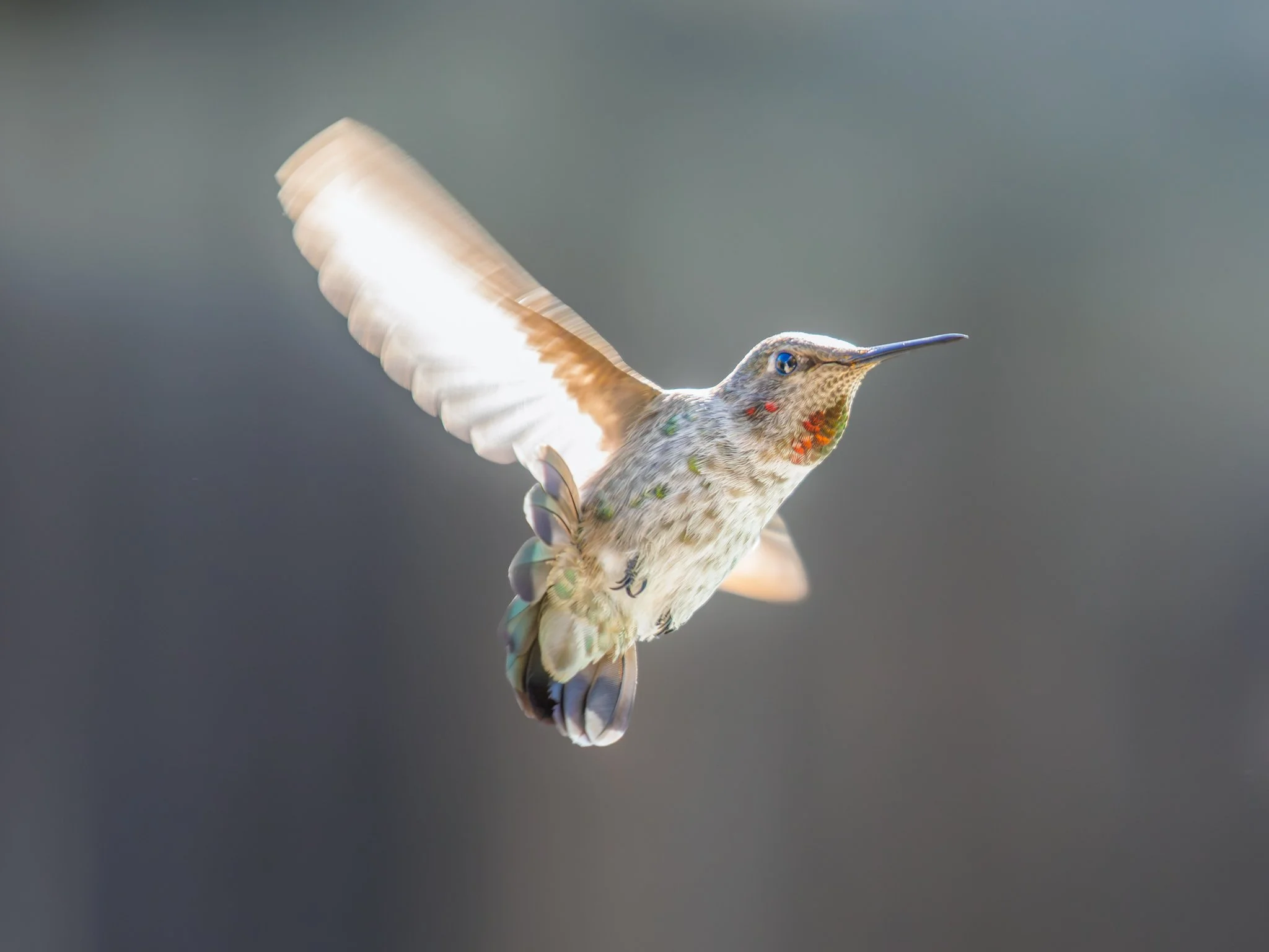 hummingbird-3869.jpg
