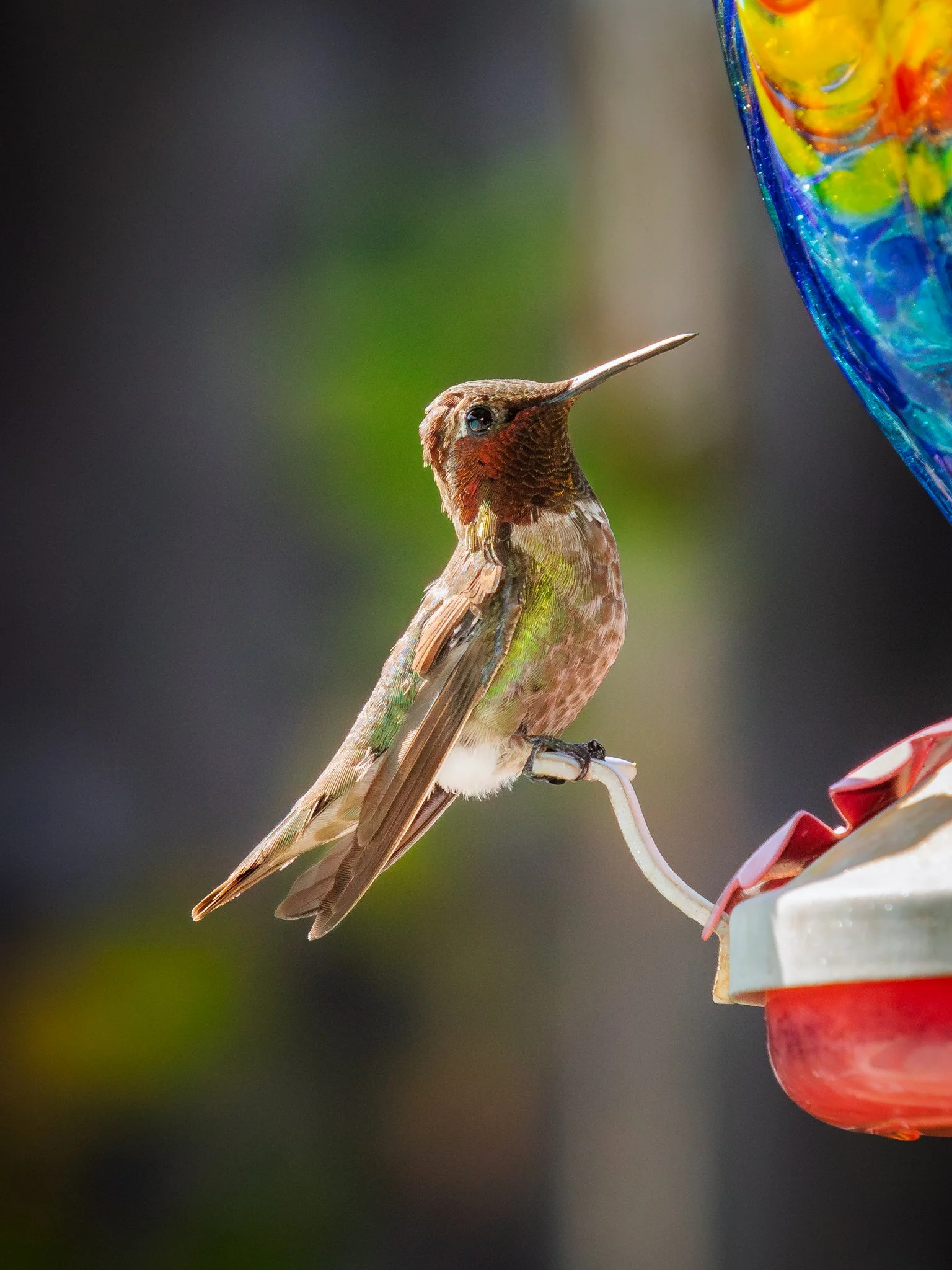 hummingbird-4733.jpg
