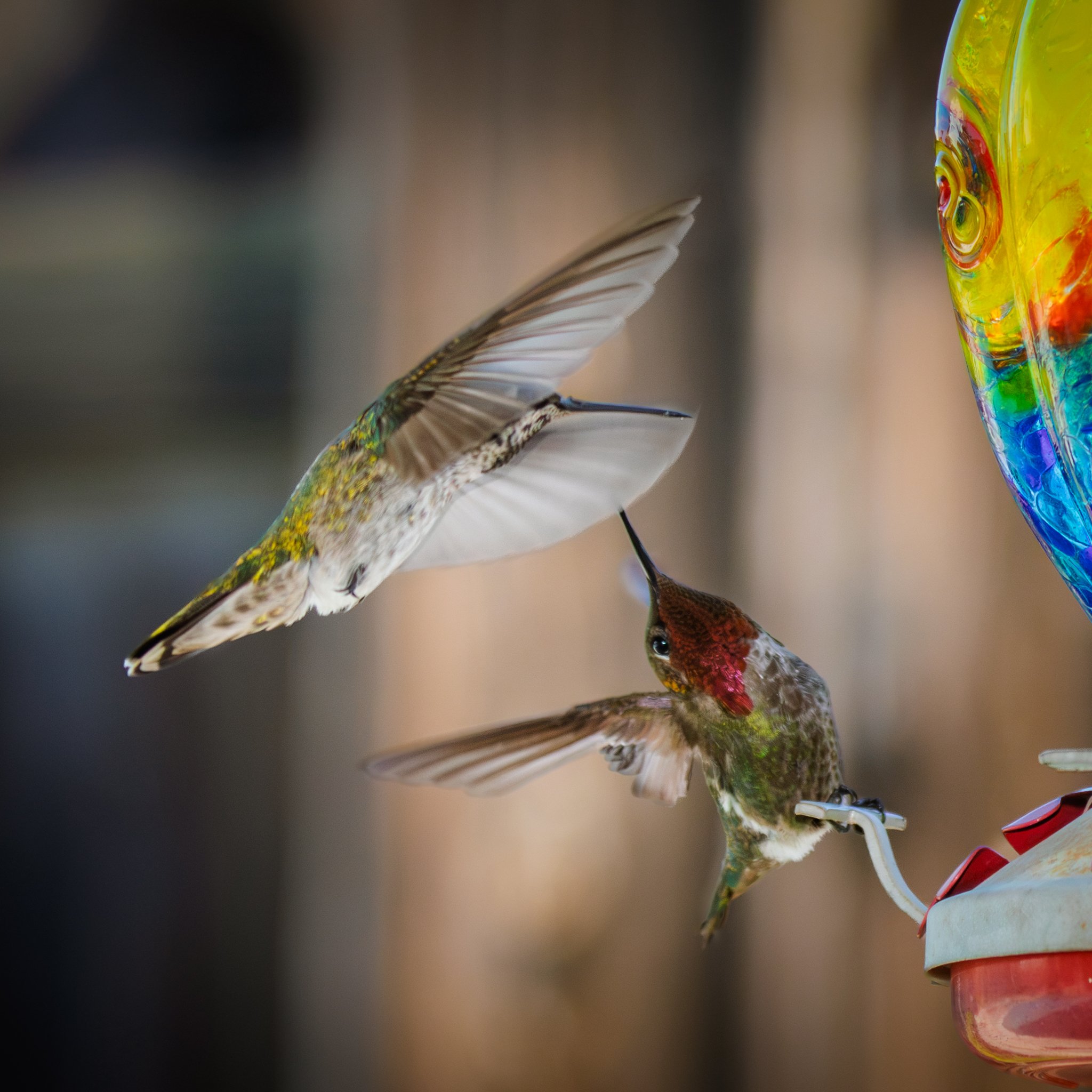 hummingbird-4323.jpg