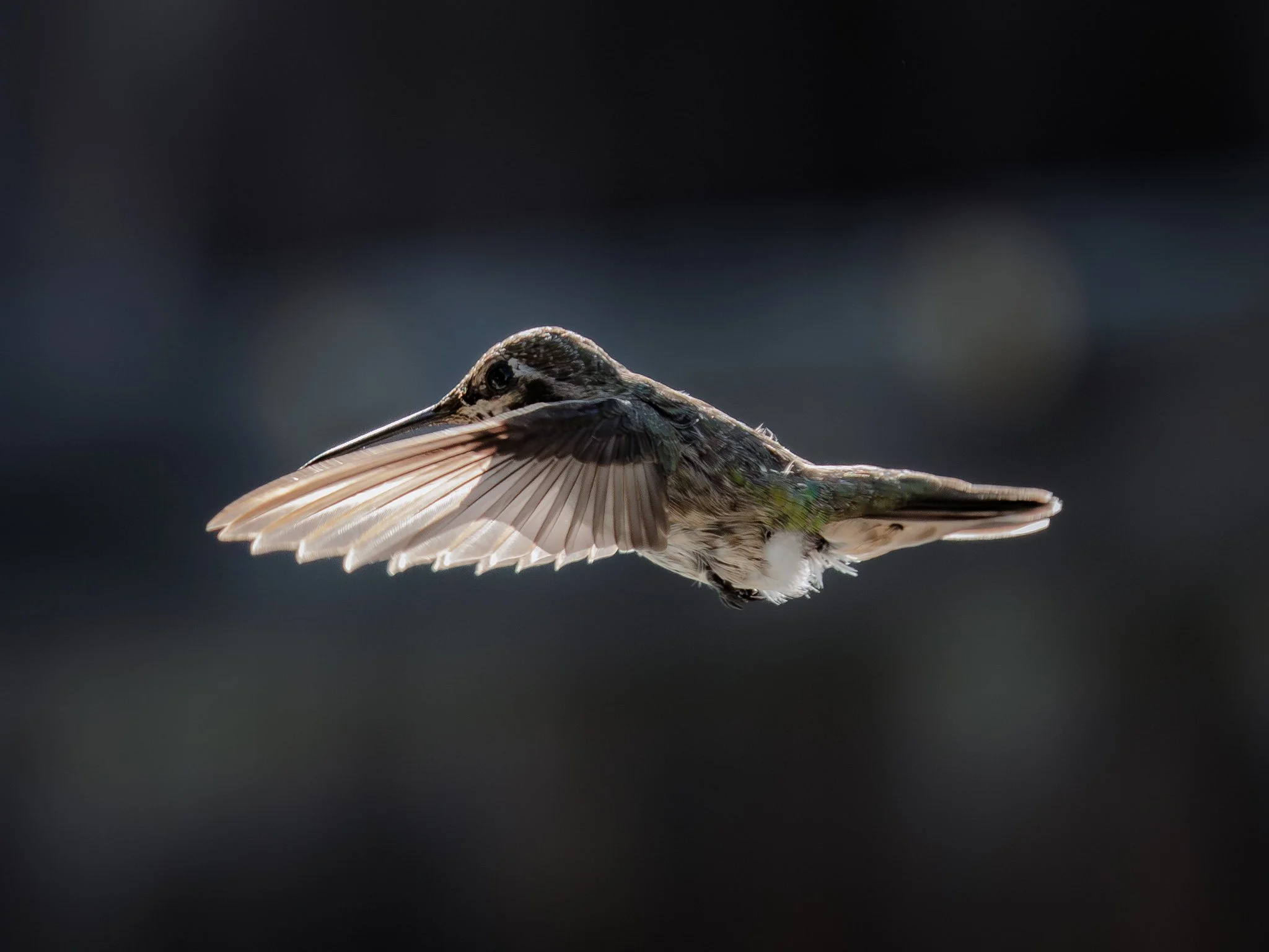 hummingbird-4234.jpg