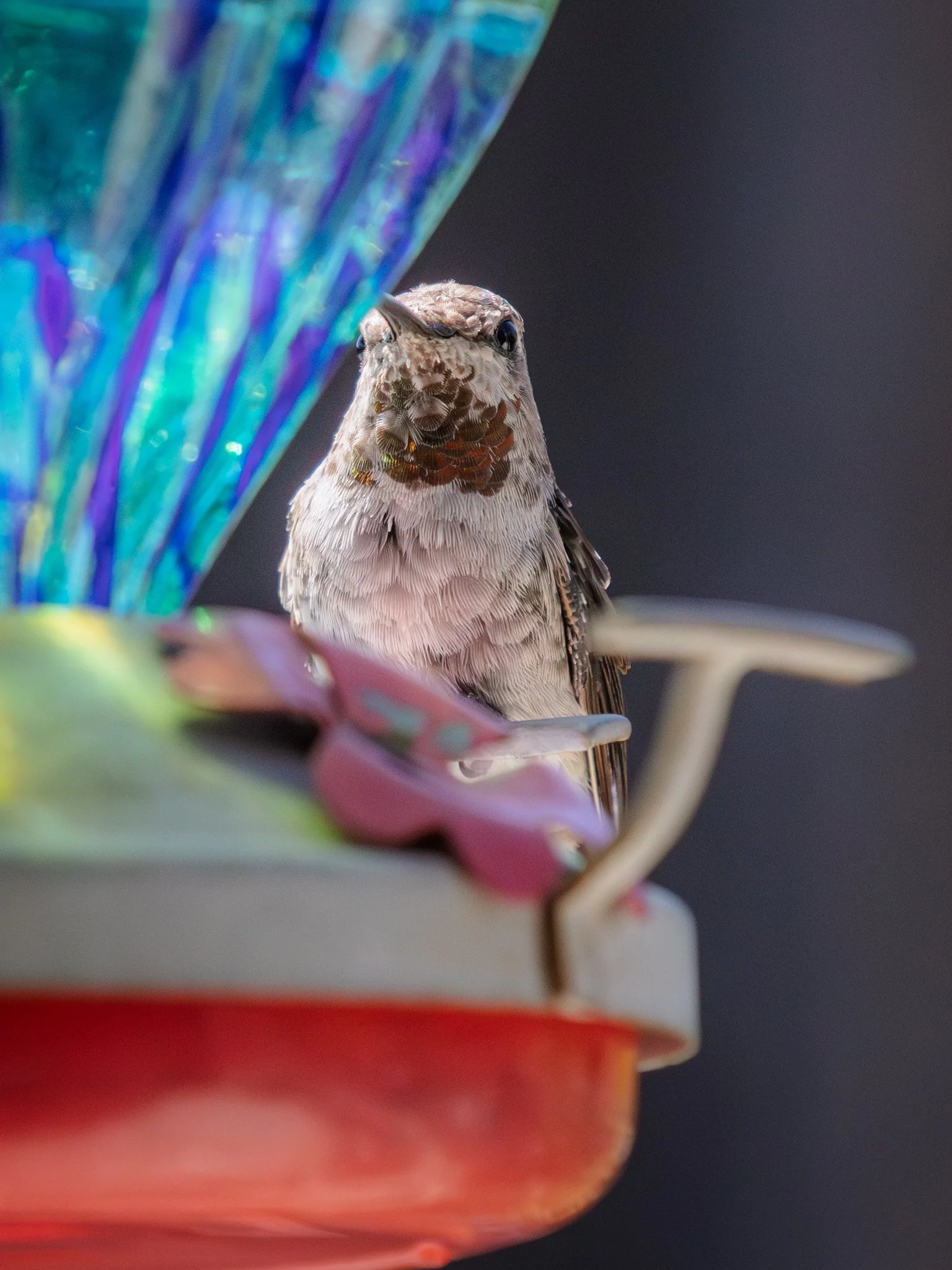 hummingbird-4548.jpg