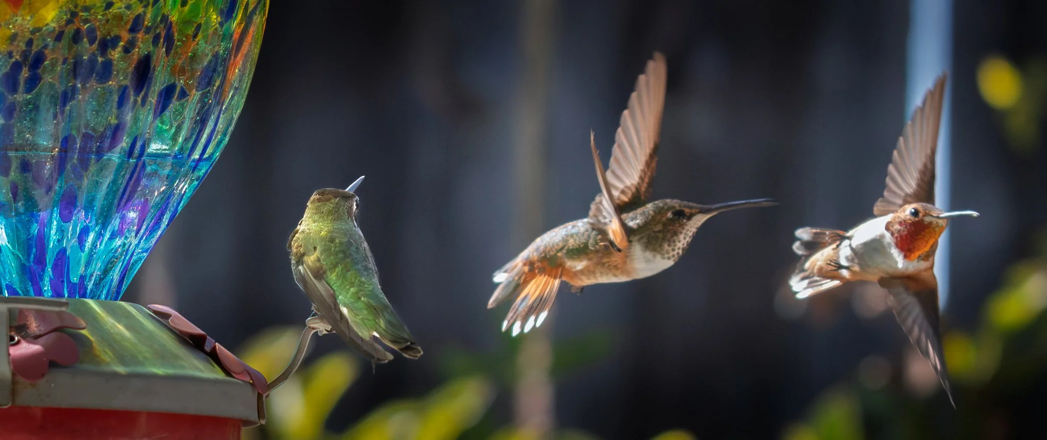 hummingbird-4644.jpg