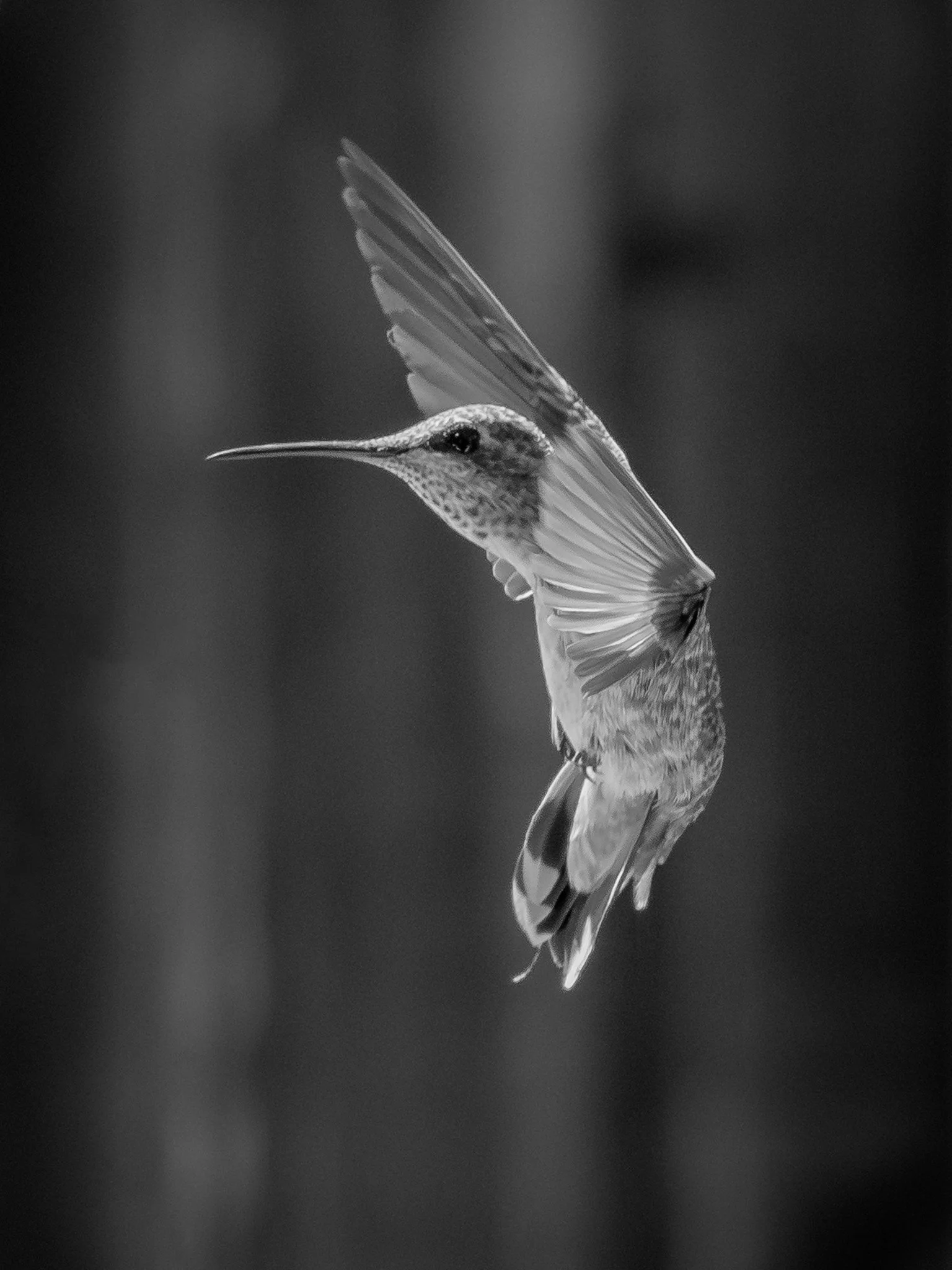 hummingbird-4496.jpg