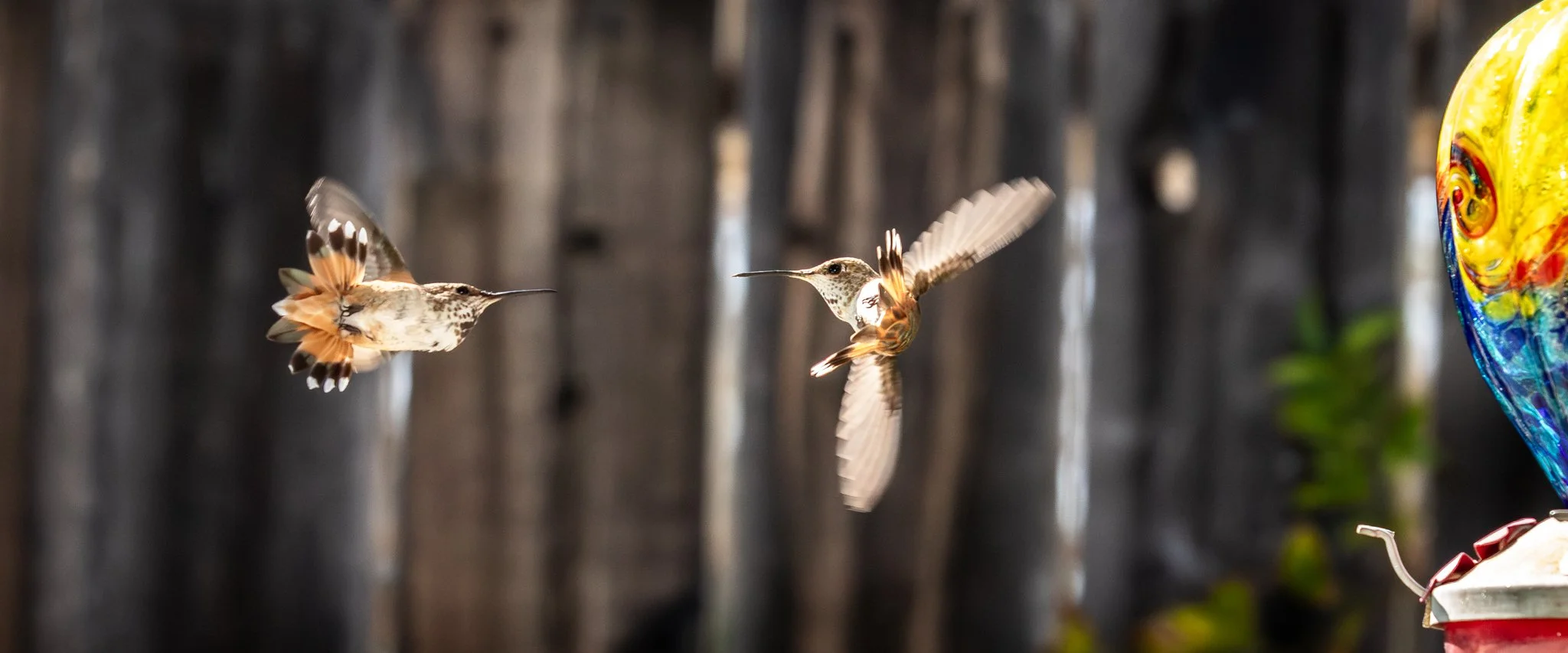 hummingbird-4671.jpg