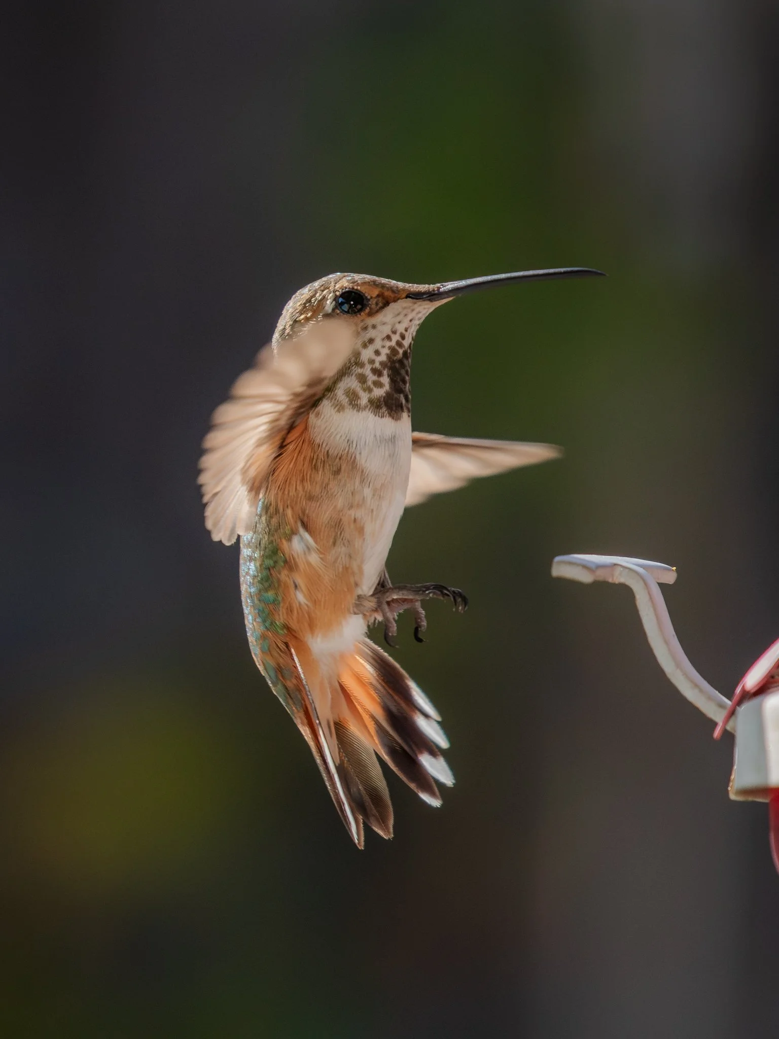 hummingbird-4746.jpg