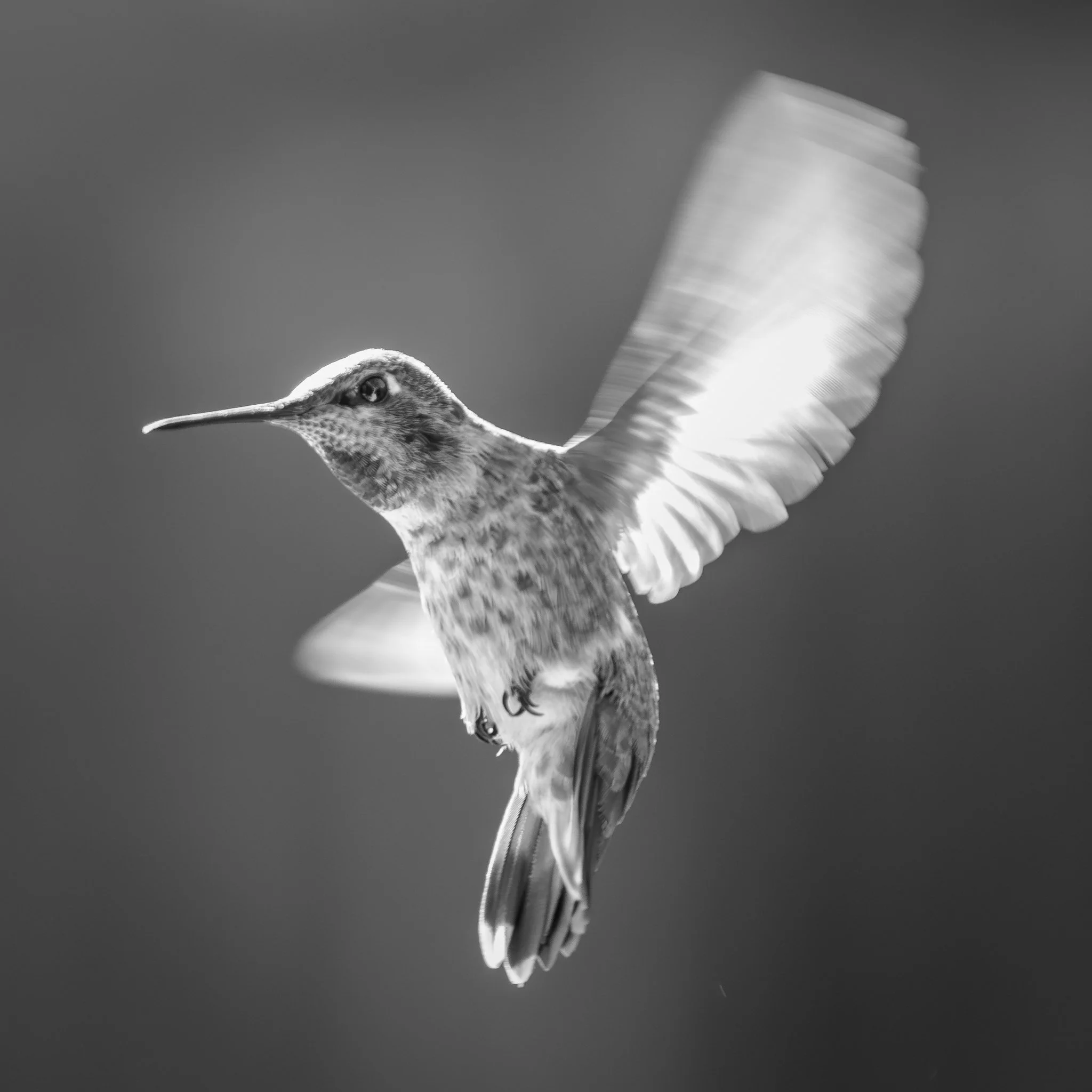 hummingbird-3867.jpg