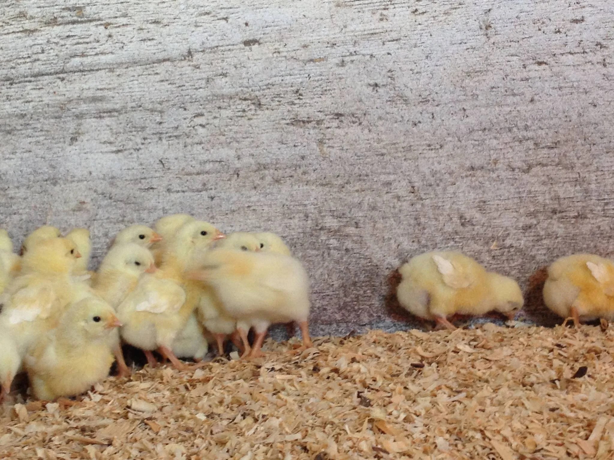 chicks2.jpg