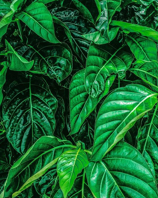 Everything is a portrait ☘️