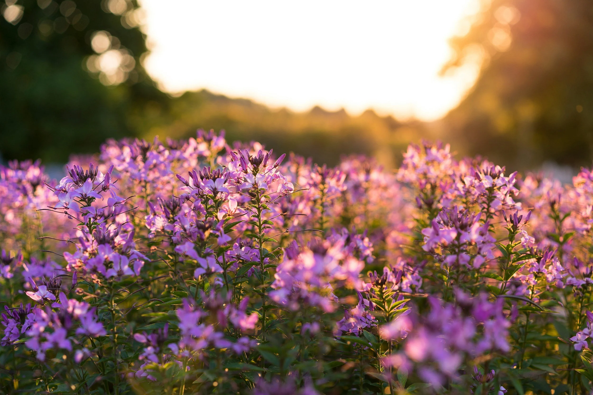 Field of purple wildflowers at sunset with blurry background.