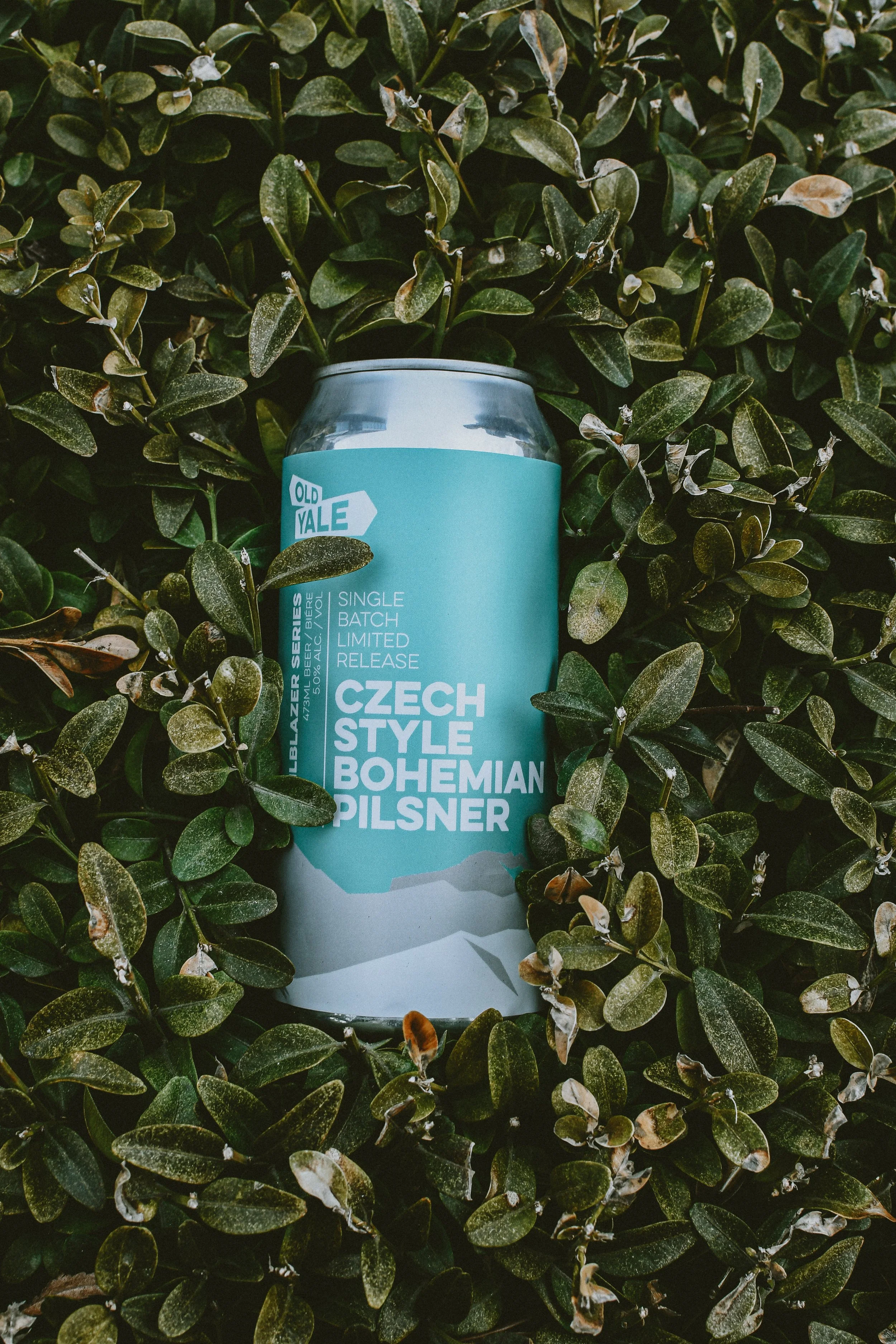 NEW BEER CZECHSTYLE BOHEMIAN PILSNER — Old Yale Brewing