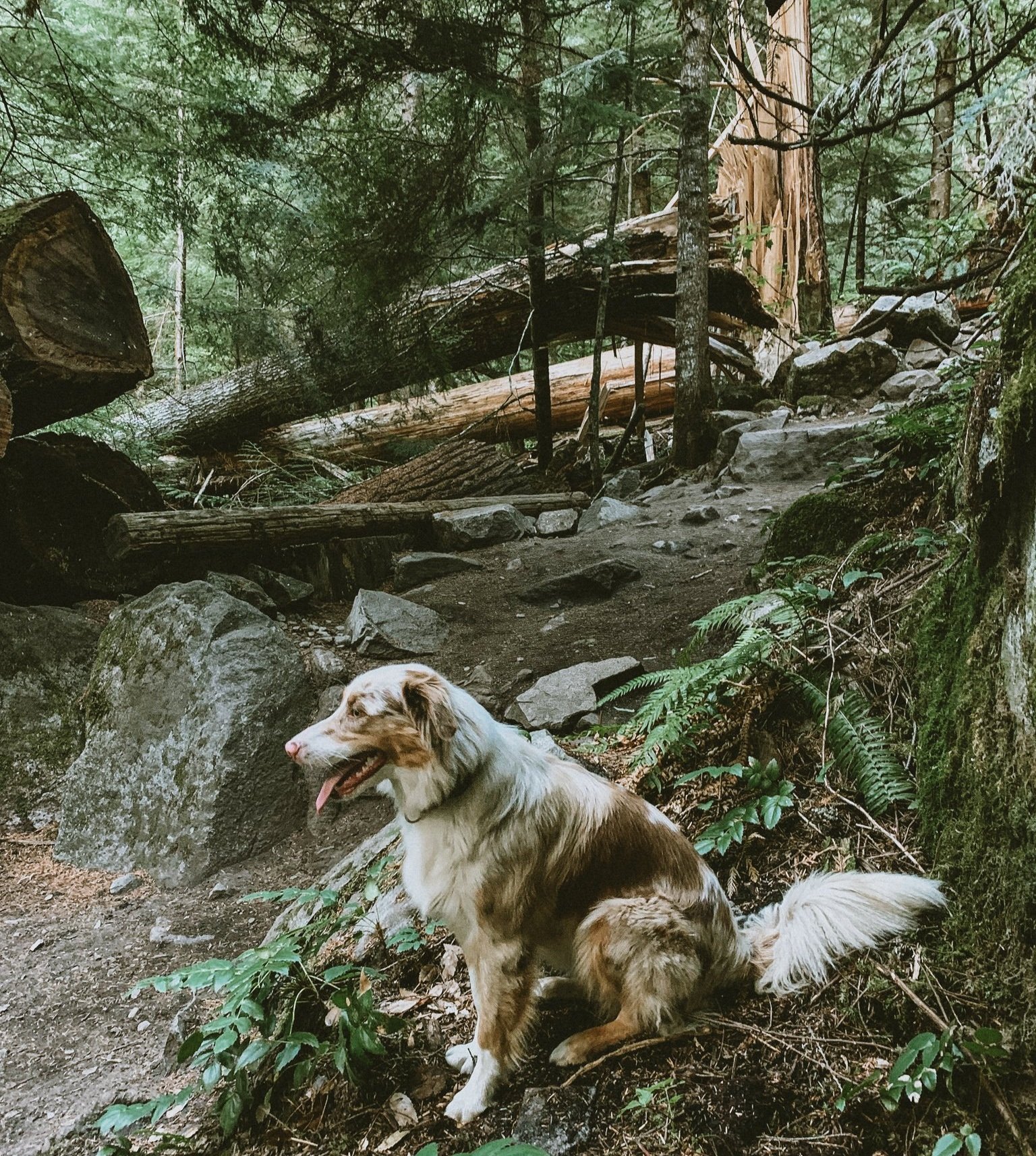 Trails to Blaze with your Best Bud — Old Yale Brewing