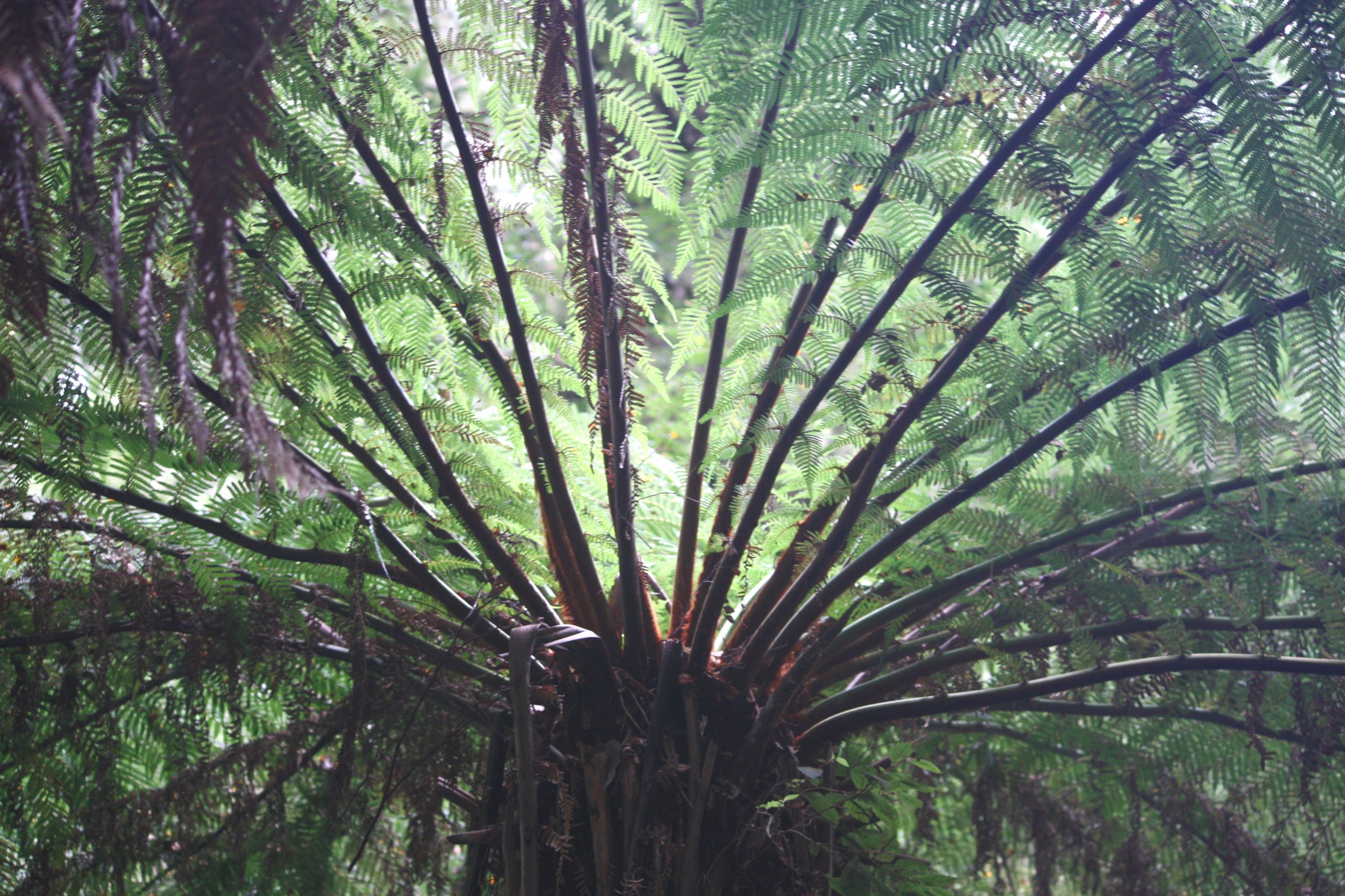 Tarra Bulga National Park