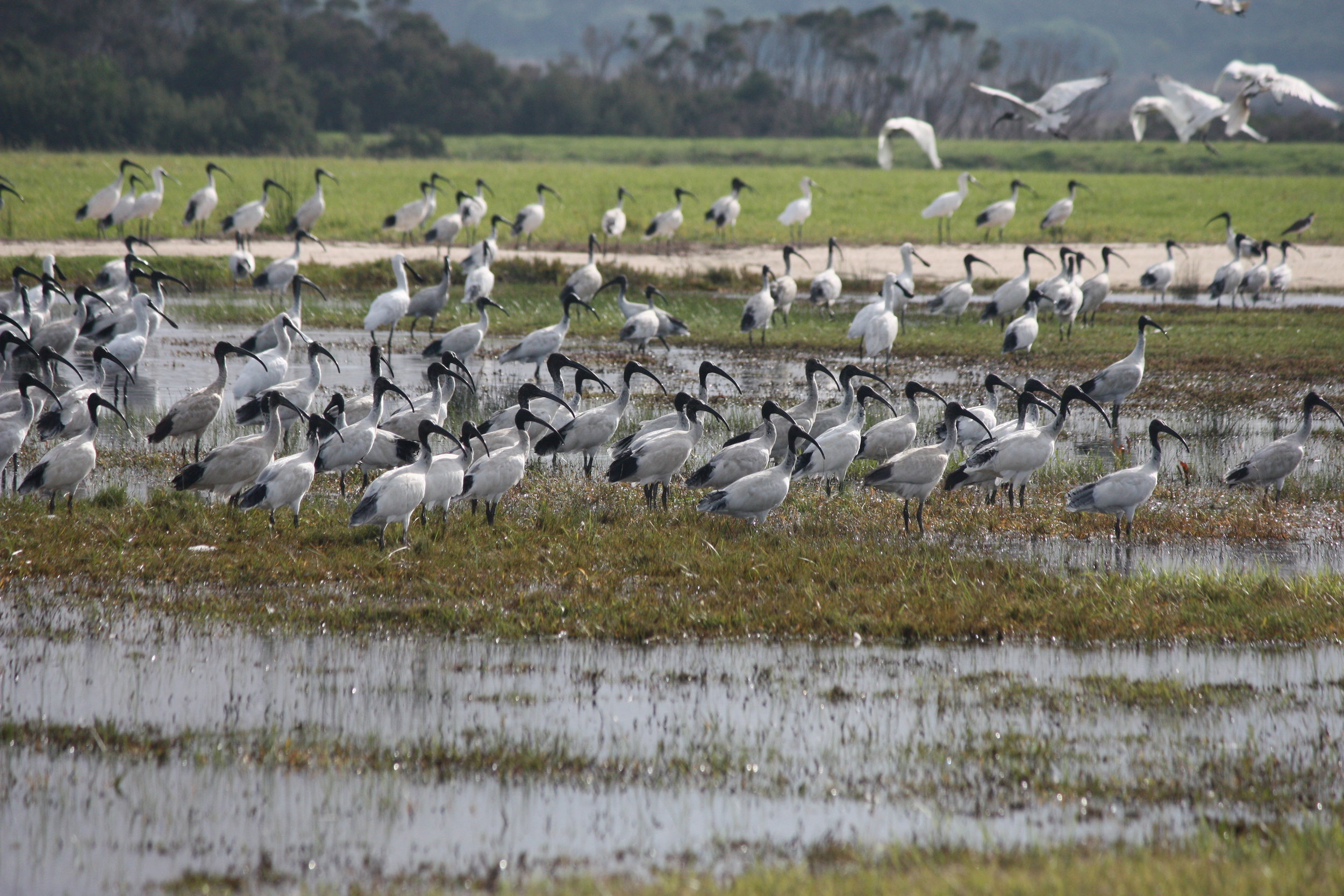 Flock of ibises