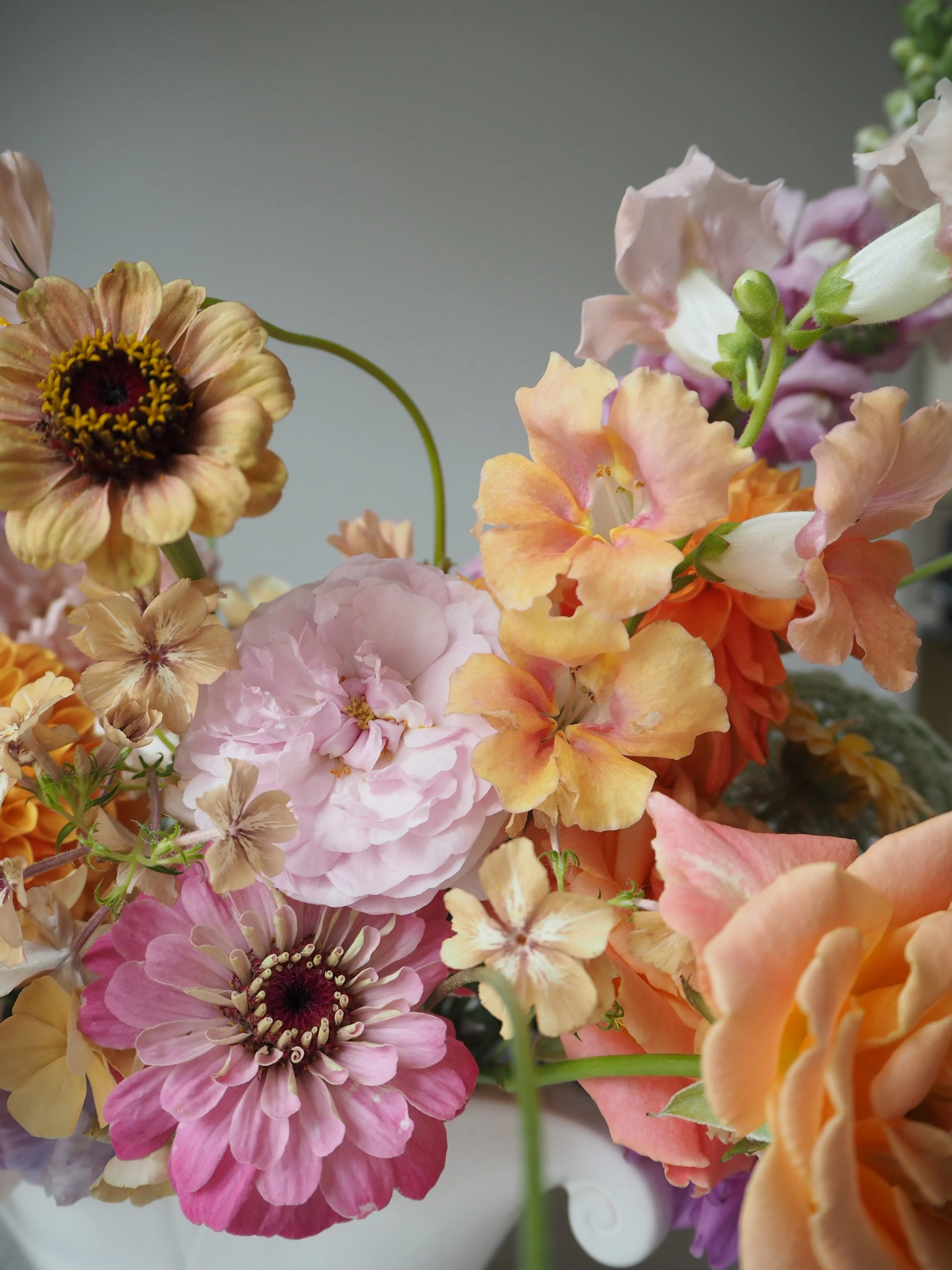 corals, pinks and violet flowers zinnias, roses and snapdragons 