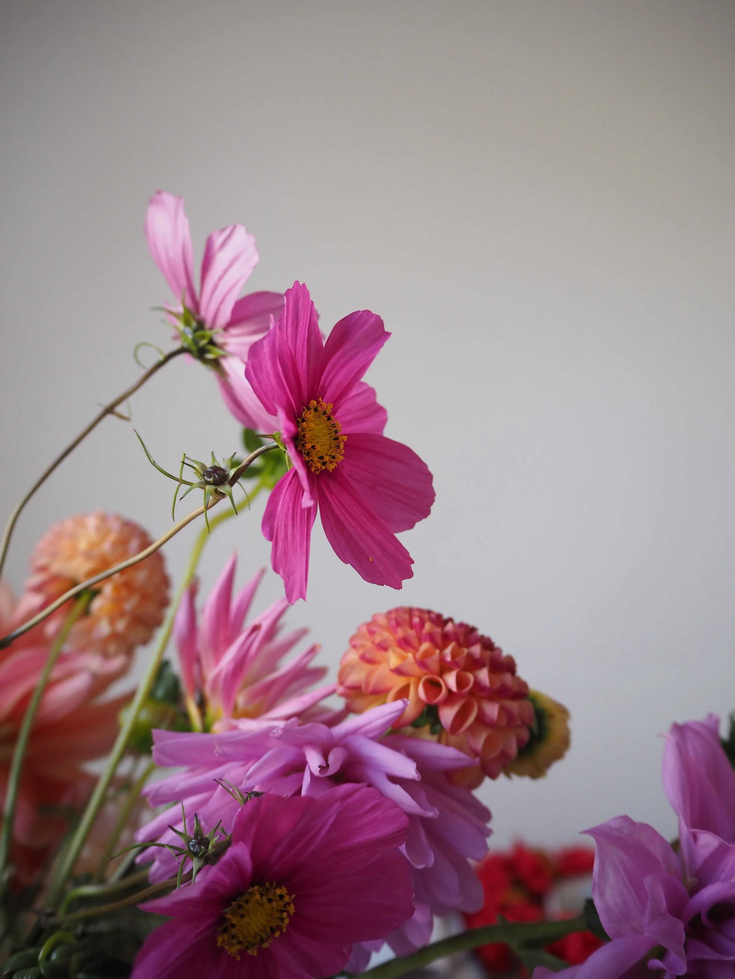 image showing bright pink cosmos and orange dahlias