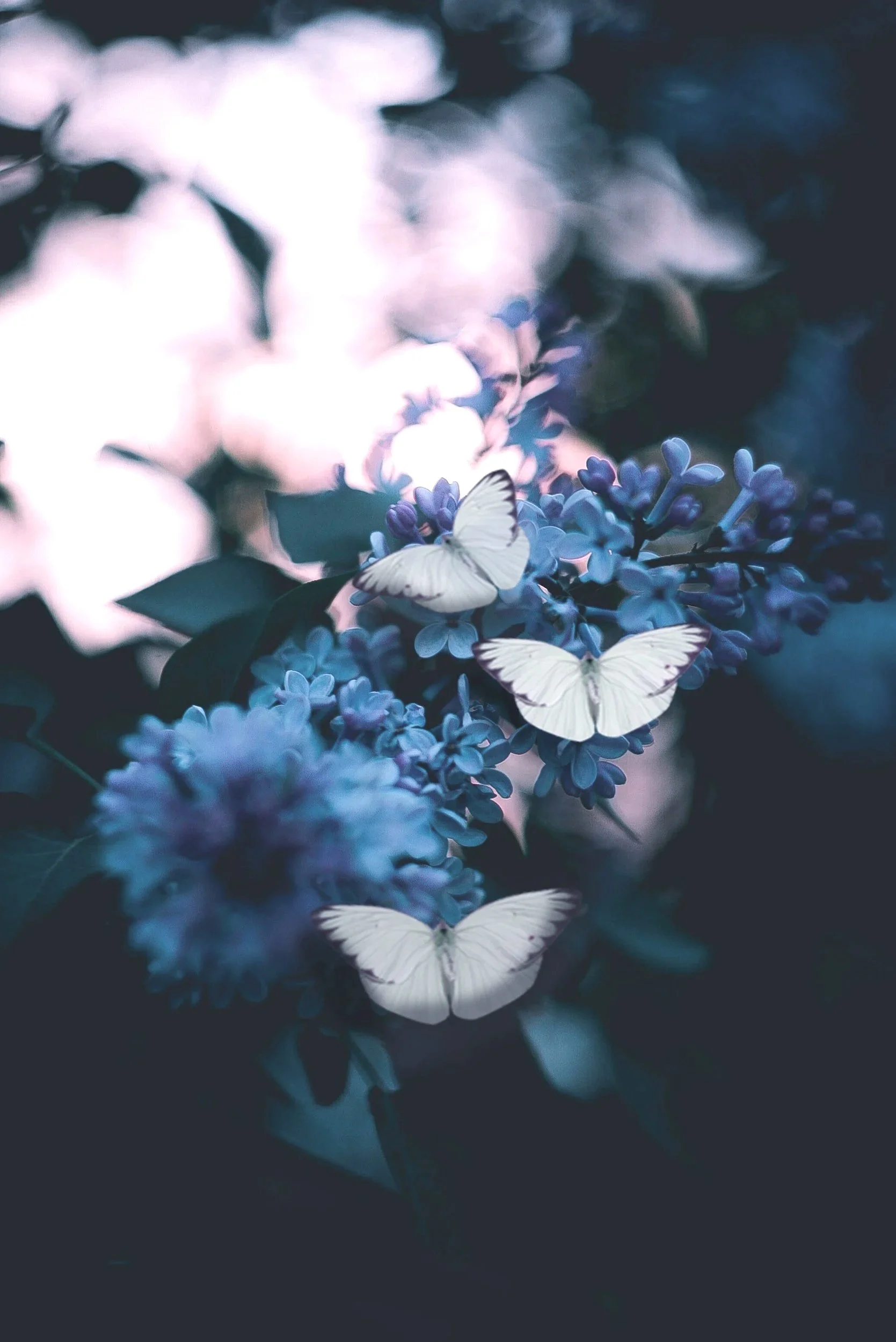 release and restore | deep, transformative breathwork session designed to support emotional release, trauma recovery and personal growth