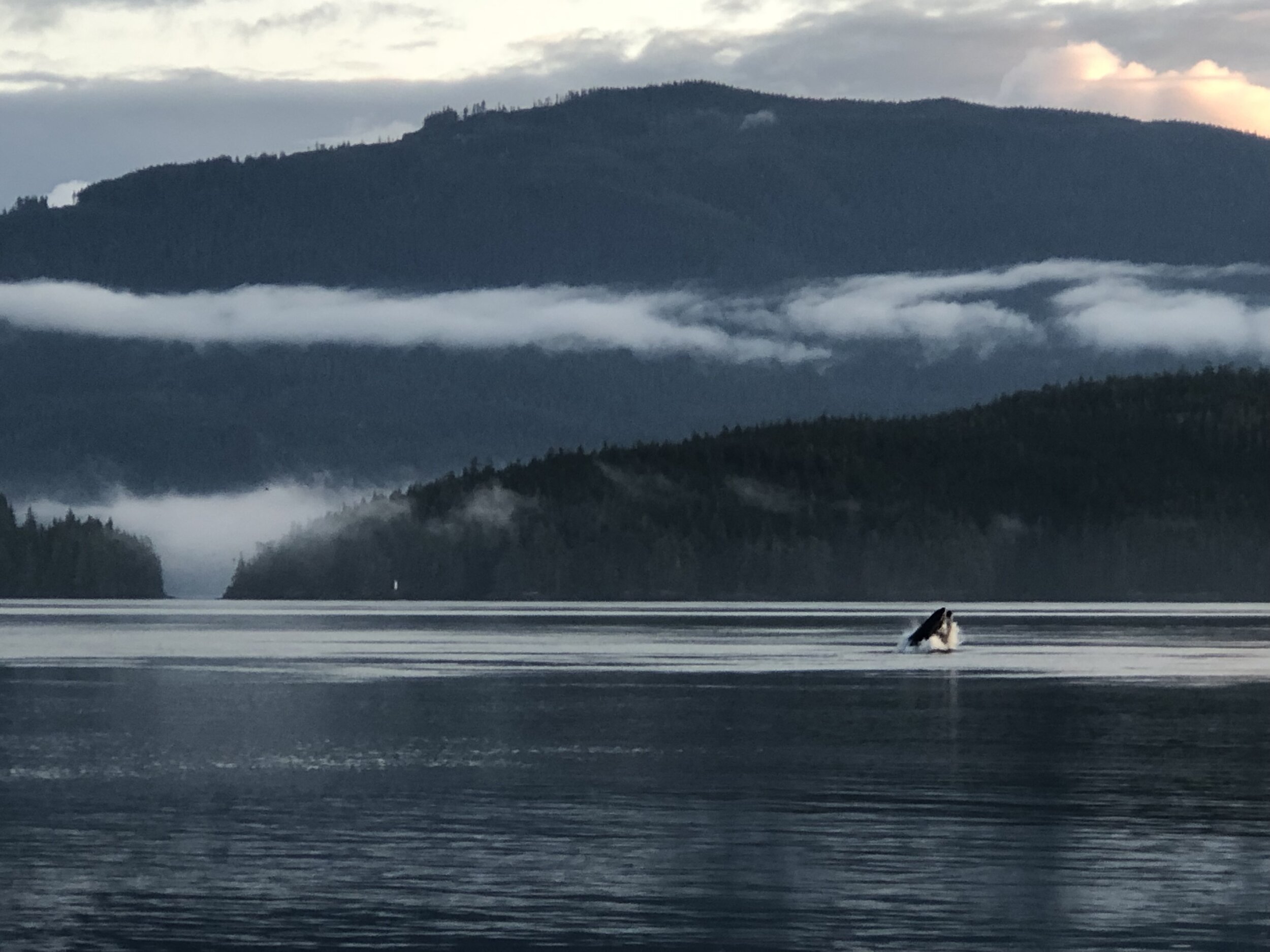  Chris’ legendary shot of a humpback breaching in front of our campsite. 