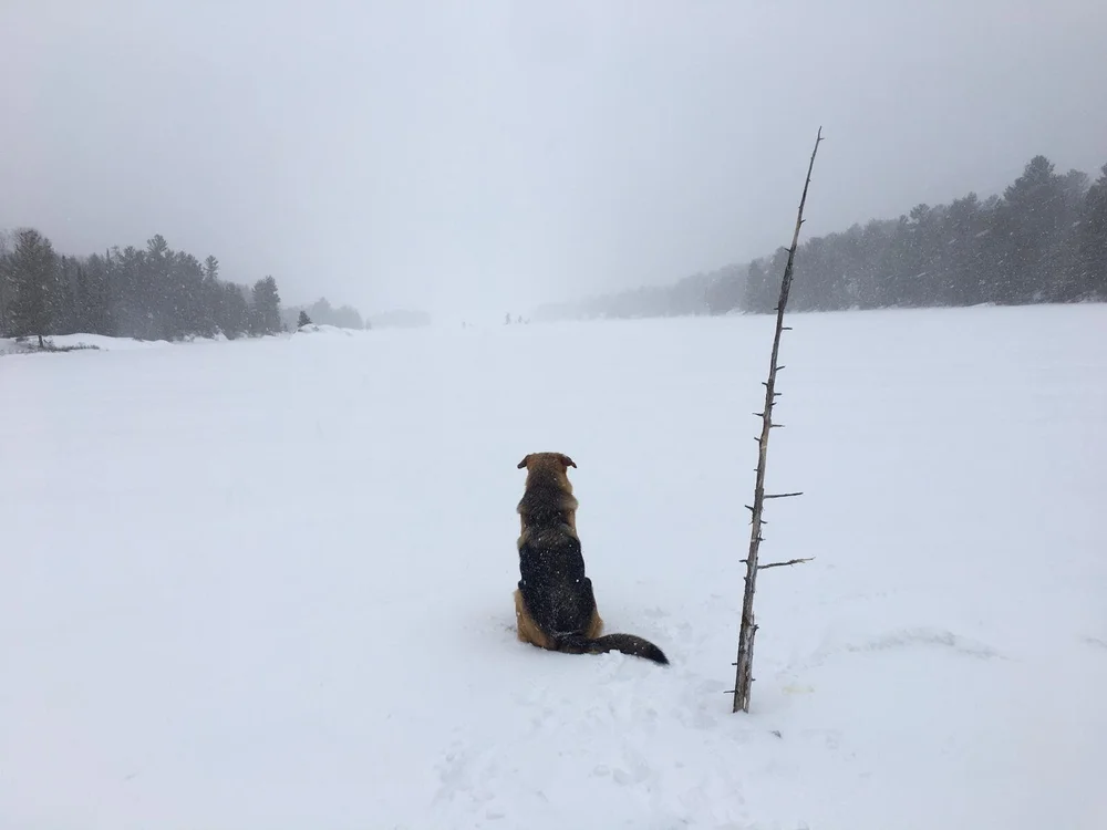  On guard at our watering hole. 