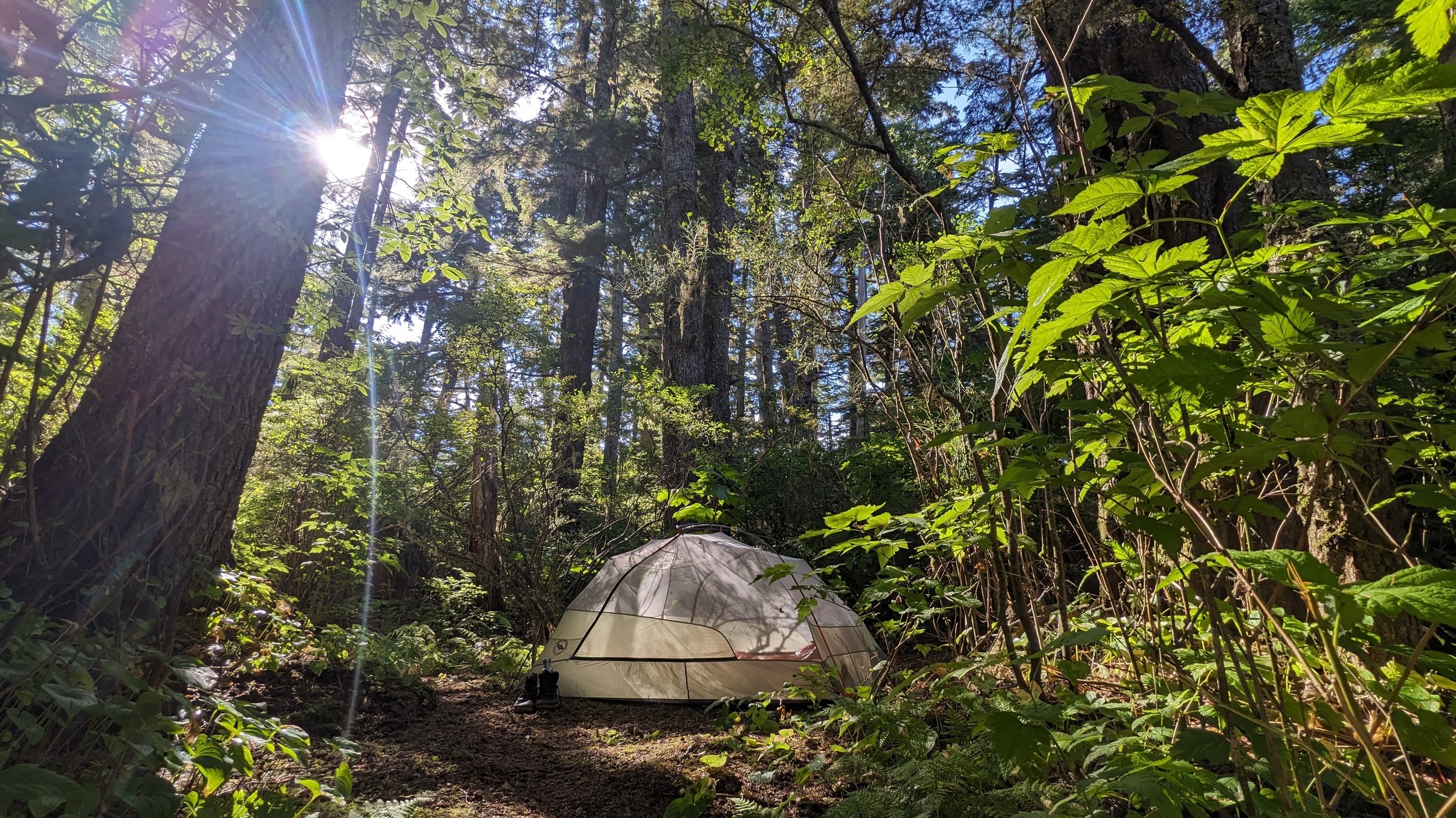  Camping among the old growth on North McMullin island. 