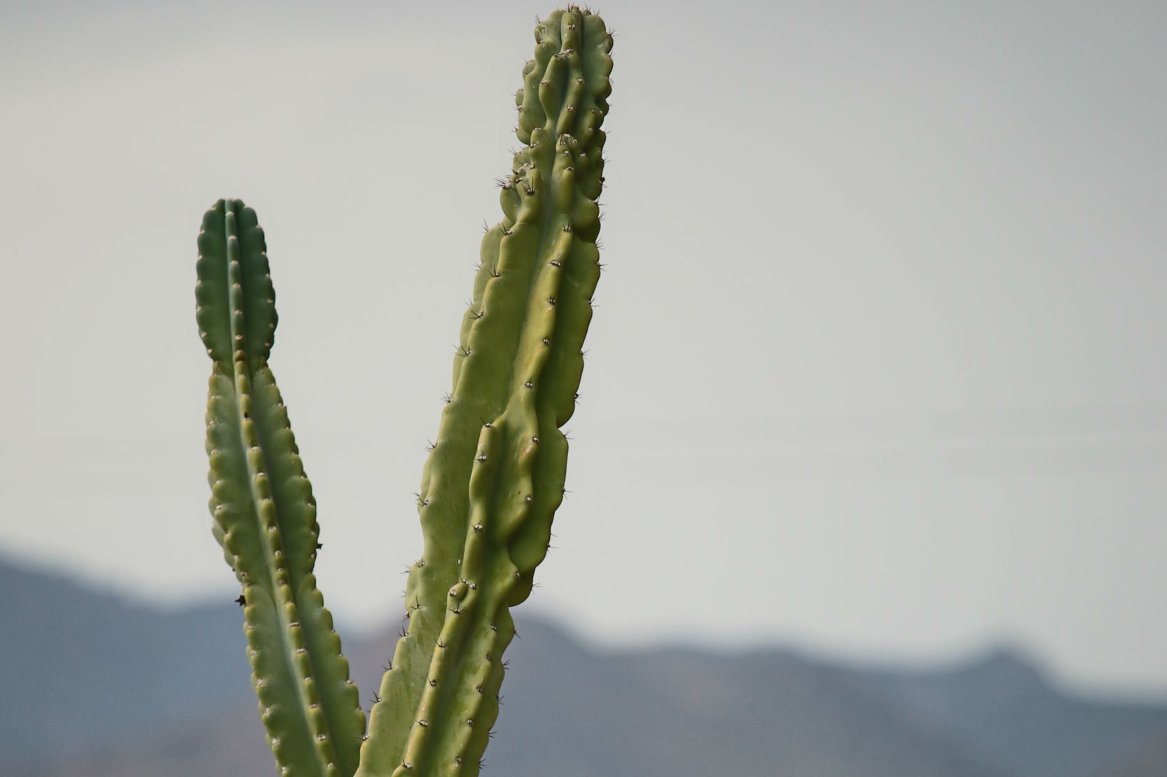 two+tall+cactus+arms+crossing+over+each+other+with+blurred+mountains+in+background.jpg