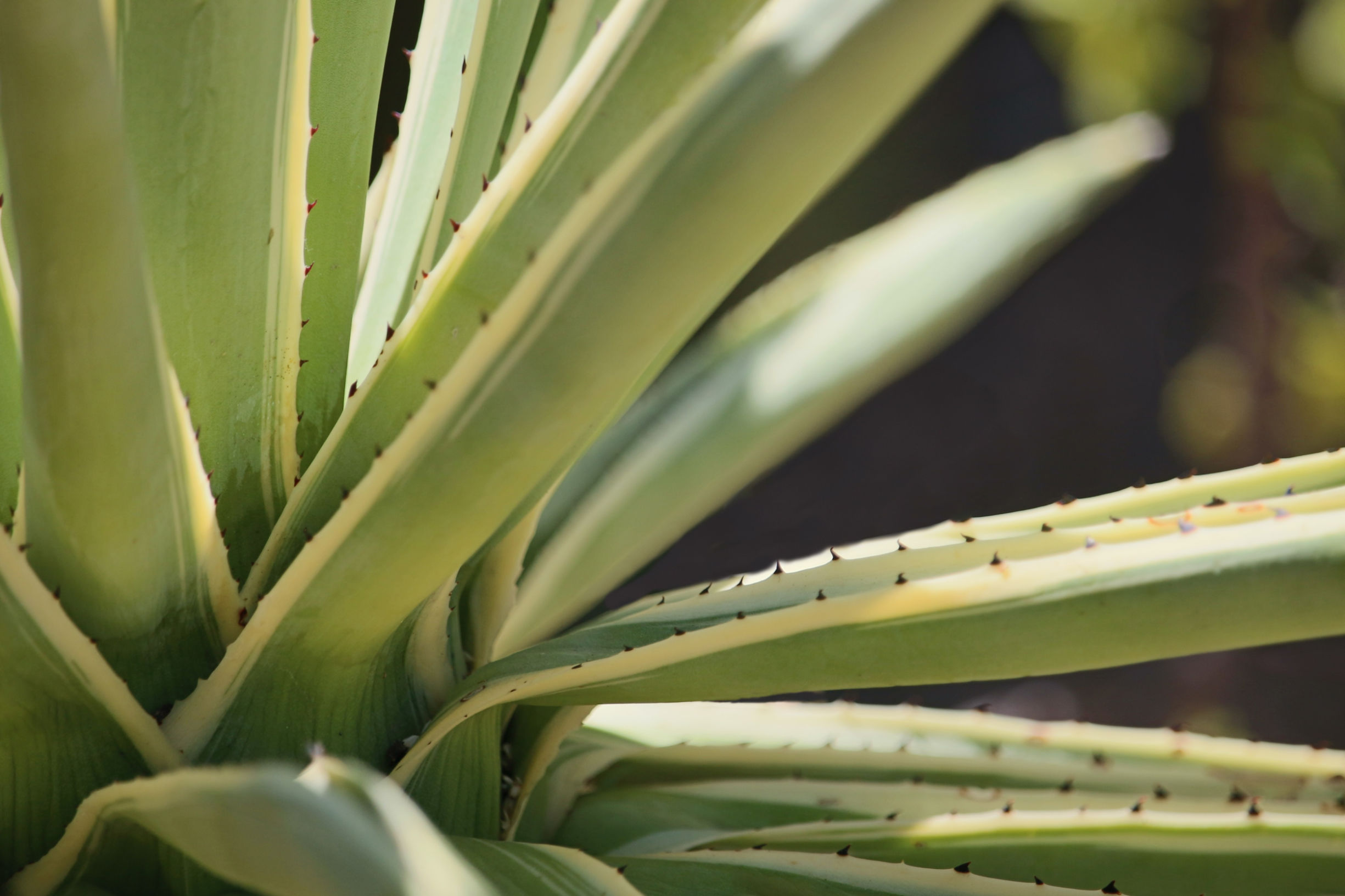 healthy green succulent in dappled sunlight cleaned.jpg