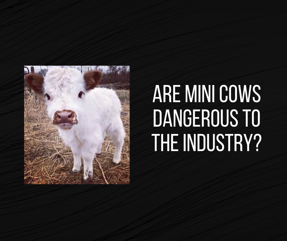 Are Mini Cows Dangerous to the Industry? 