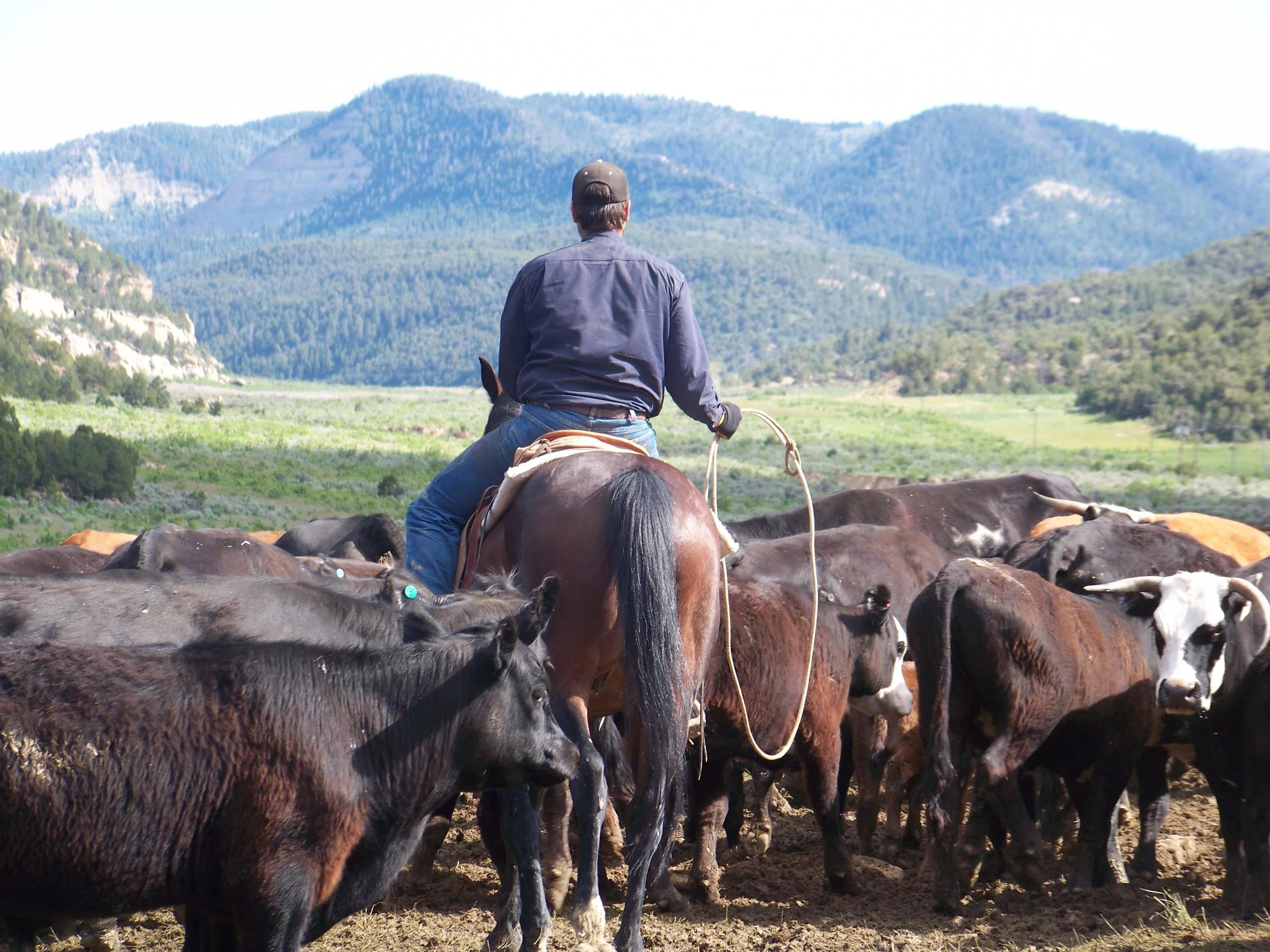 Rustling Means We Must Protect Branding