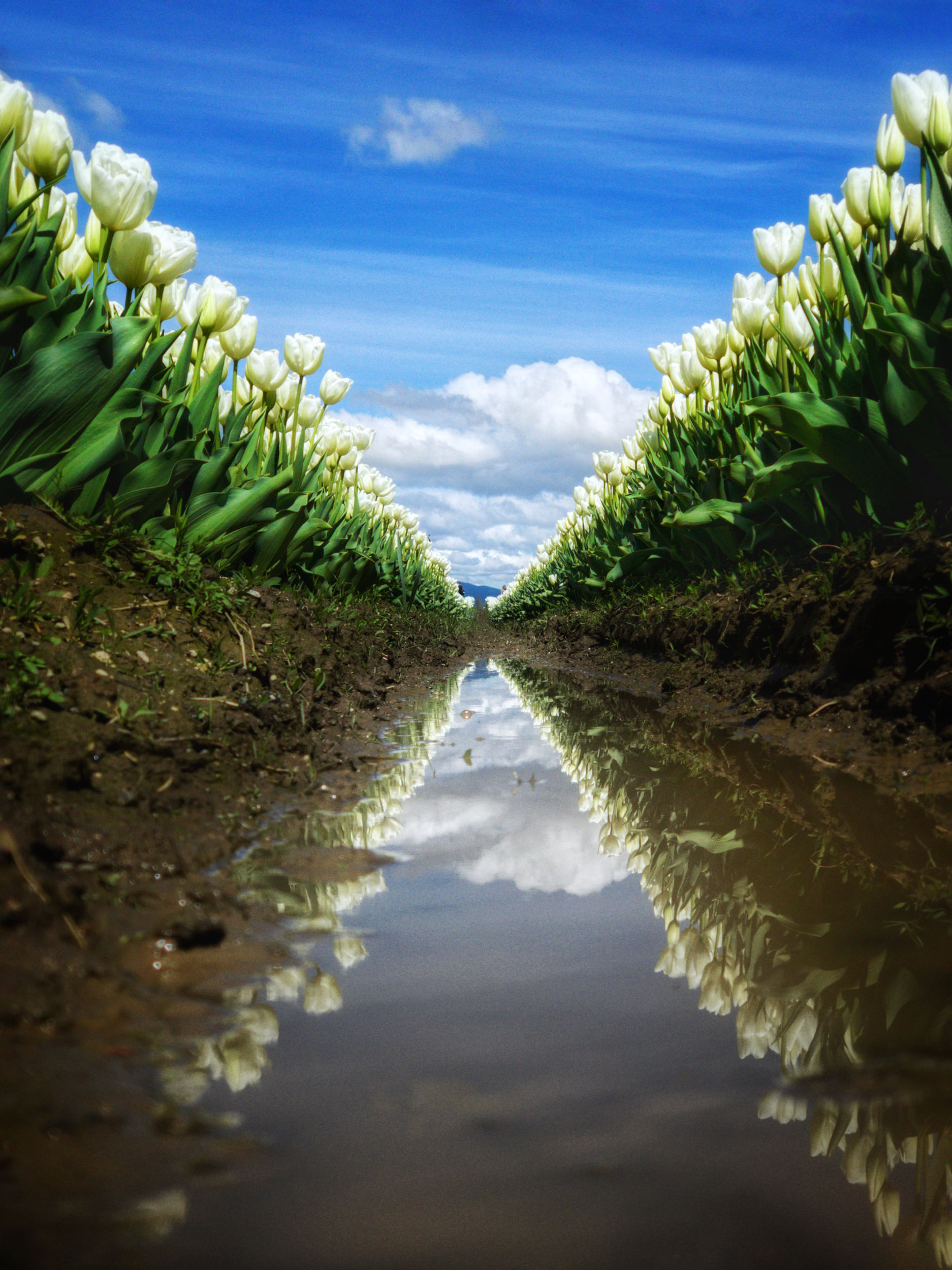 skagit tulip festival