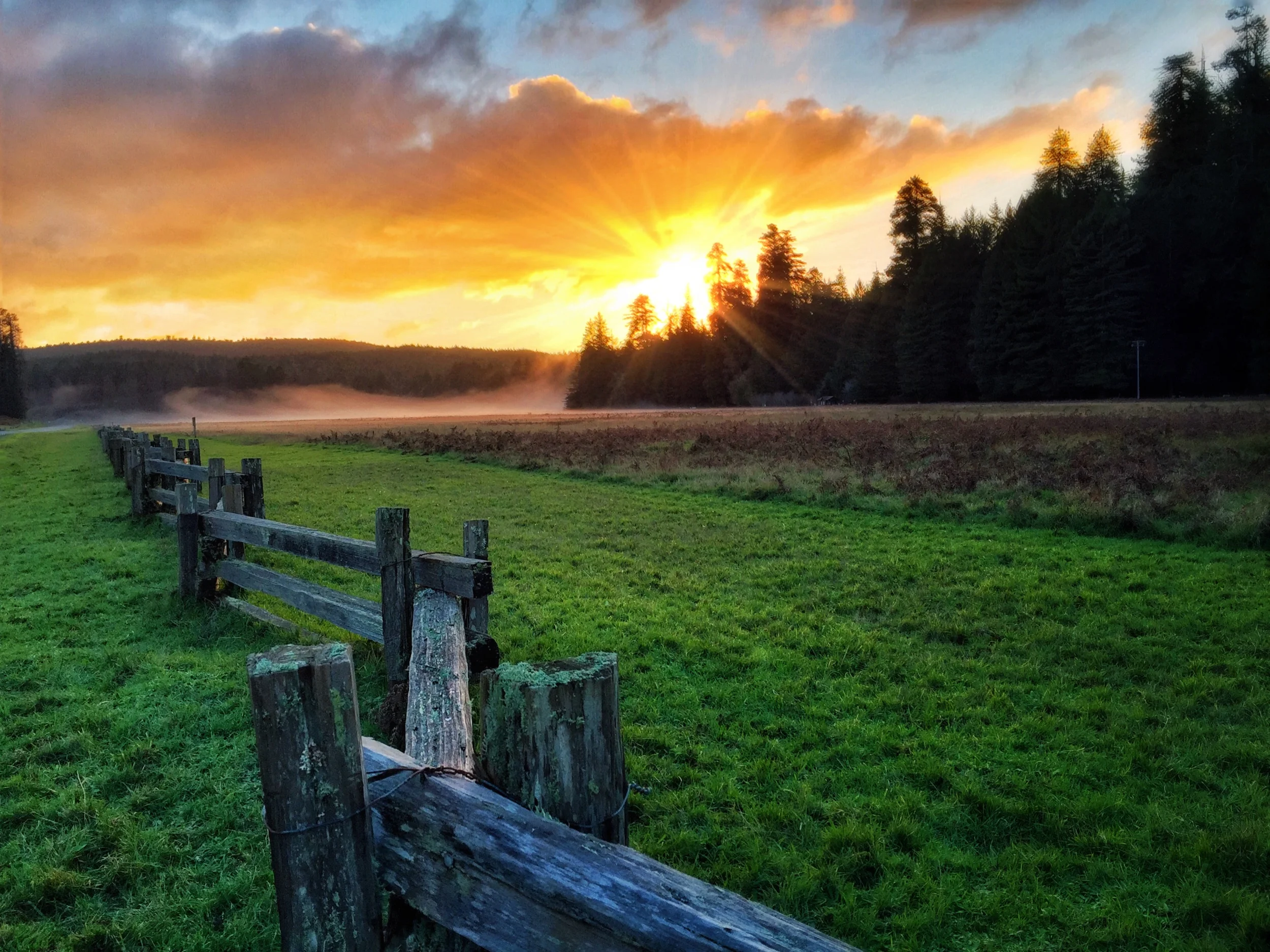 Redwoods national park @ sunset