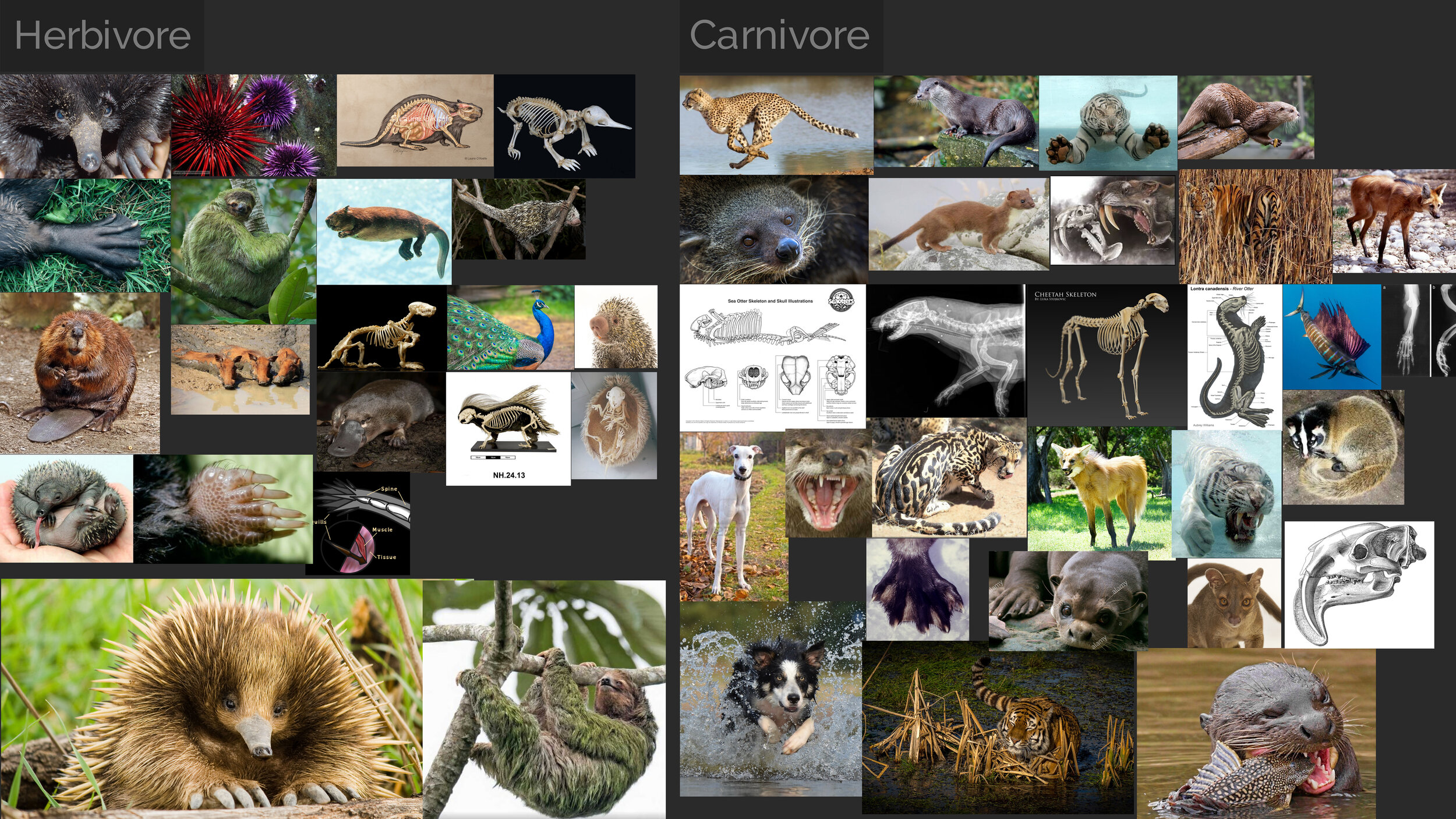Herbivore-Carnivore.jpg